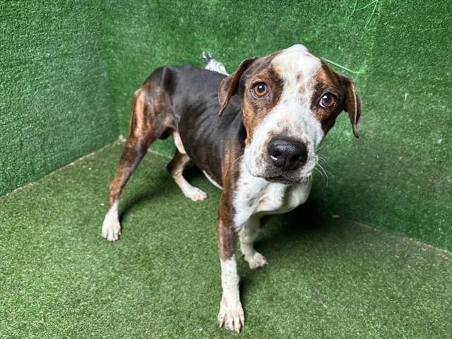 Enlarge BOONE, a Adoptable mixed breed in Lancaster, CA image 1/1