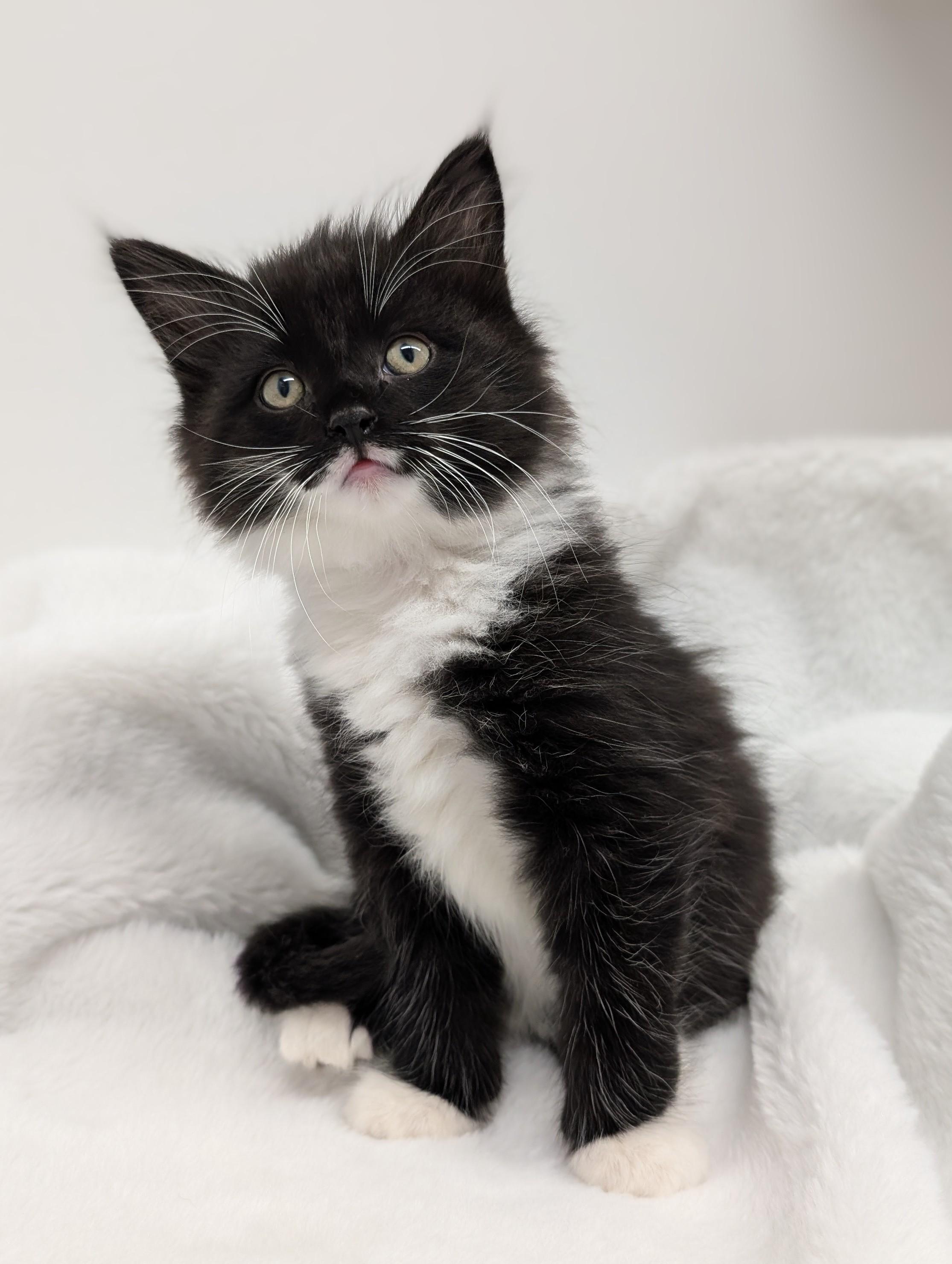 Braveheart, adopted, Kitten Male Domestic Short Hair.