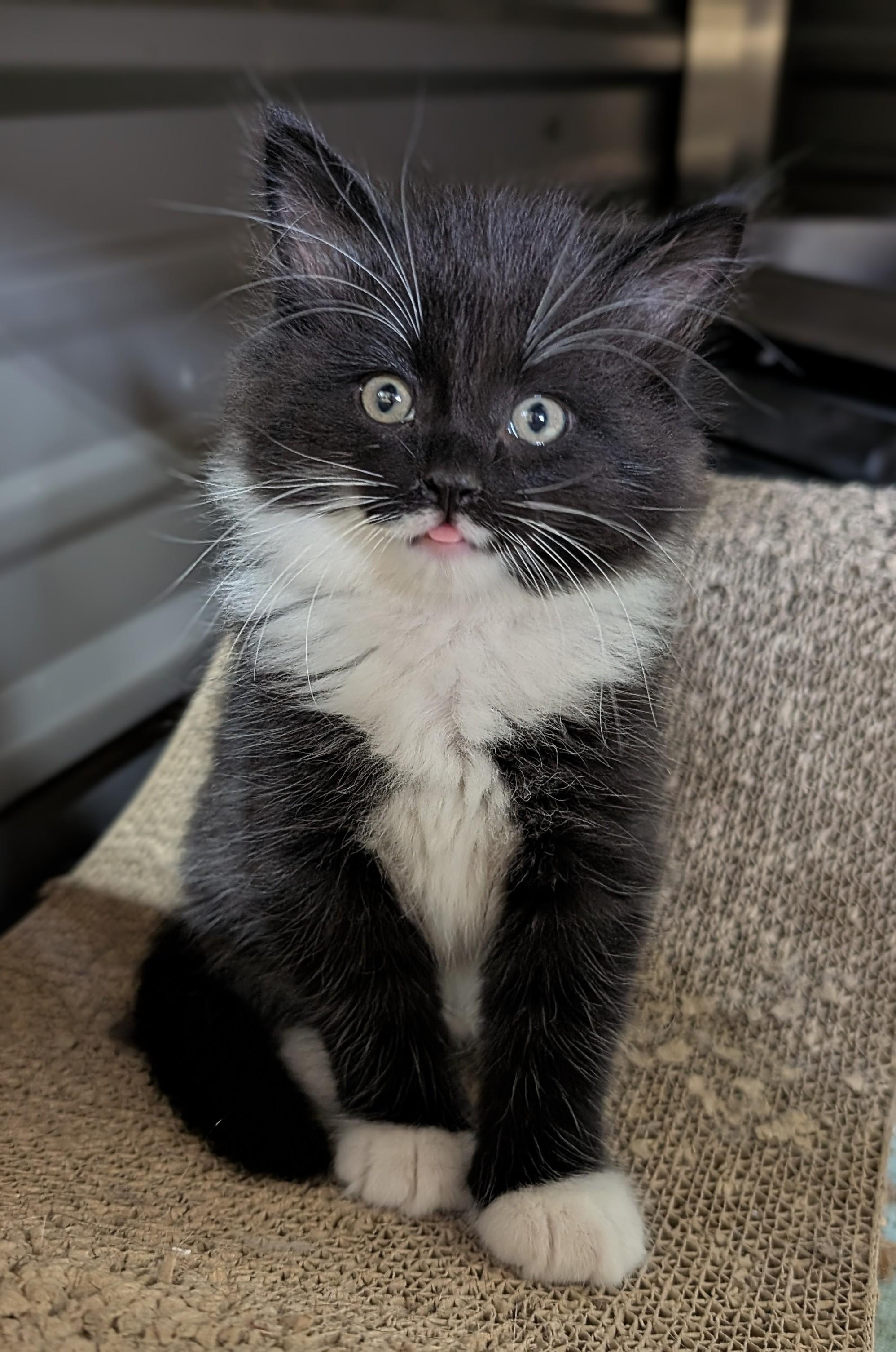 Enlarge Braveheart, an adopted Domestic Short Hair in Steinbach, MB image 3/4