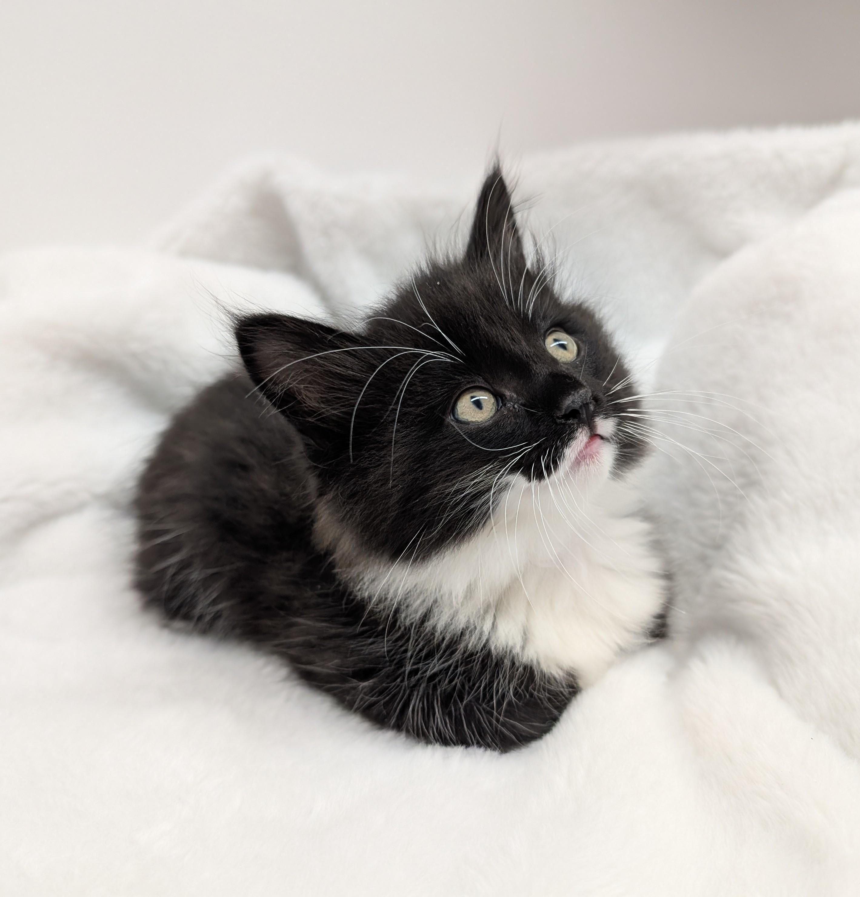 Enlarge Braveheart, an adopted Domestic Short Hair in Steinbach, MB image 2/4