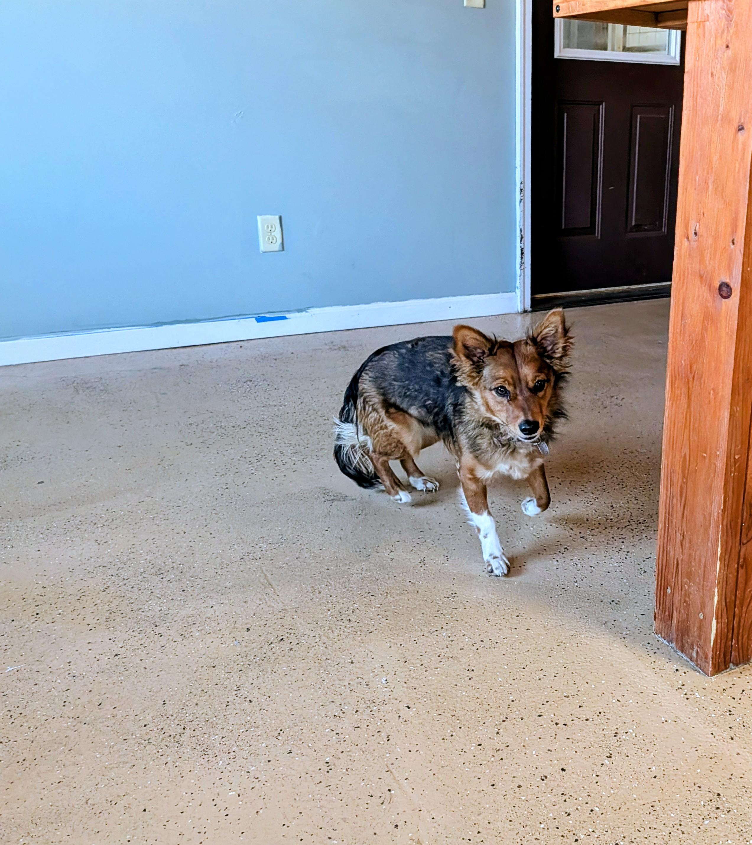 Enlarge Foxy, a ADOPTABLE mixed breed in ONeill, NE image 2/2