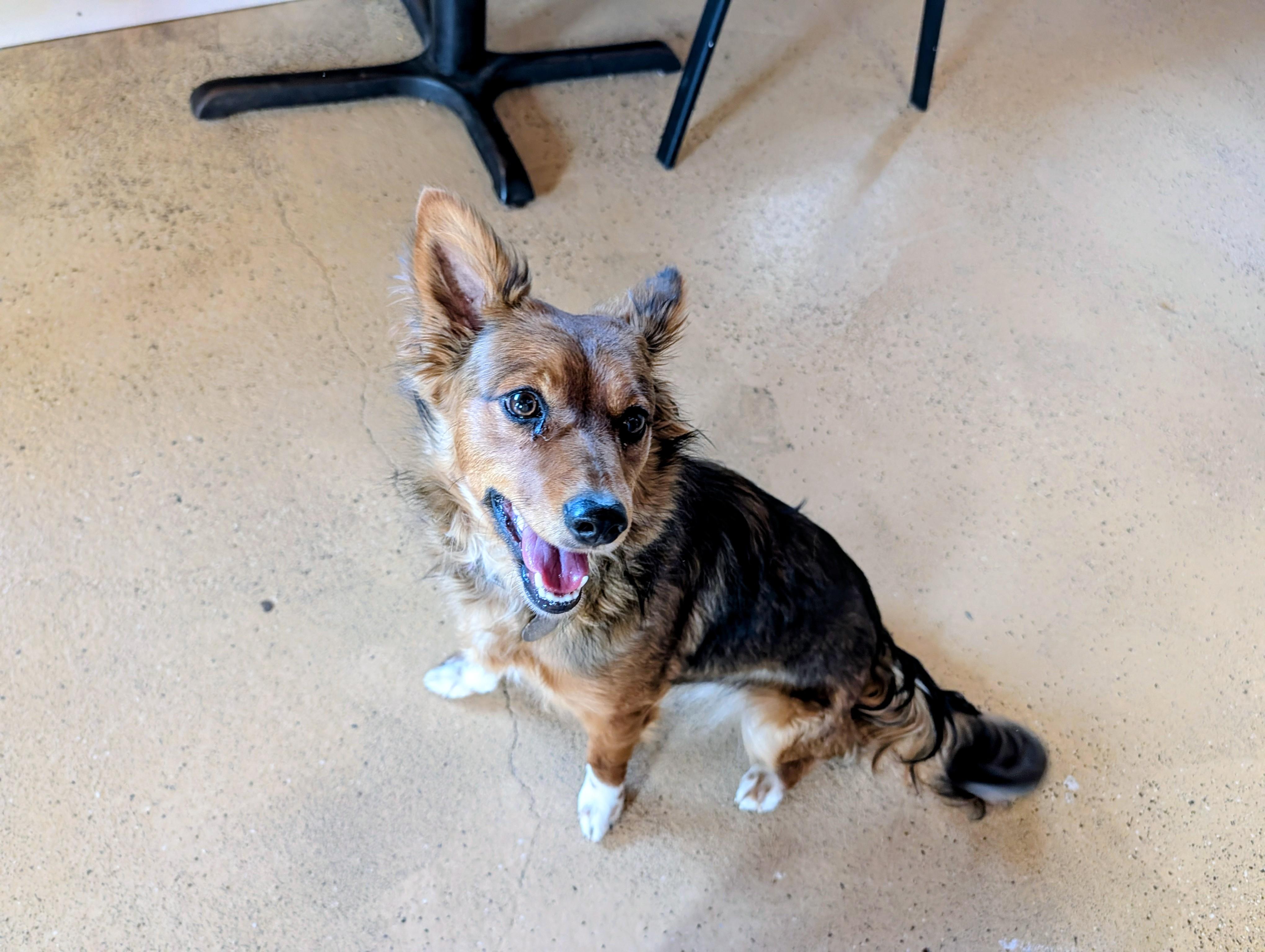 Enlarge Foxy, a ADOPTABLE mixed breed in ONeill, NE image 1/2