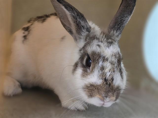 A5802222, Adoptable, Young Female Bunny Rabbit.