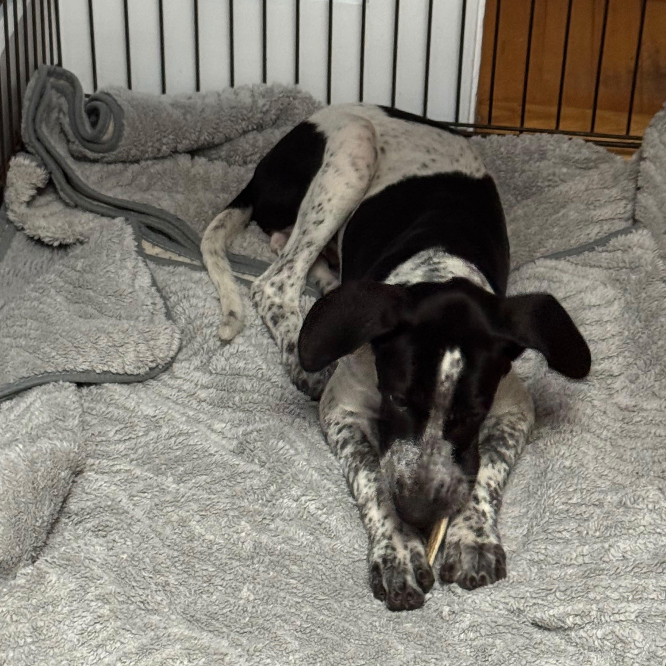 Enlarge Skippy, a Adopted Mixed Breed in Weymouth, MA image 4/6