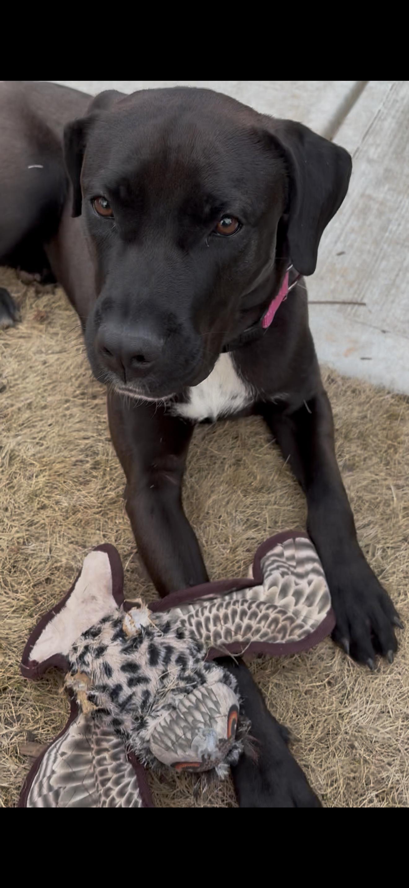 Enlarge SADIE, an adoptable mixed breed in Newborn, GA image 4/5