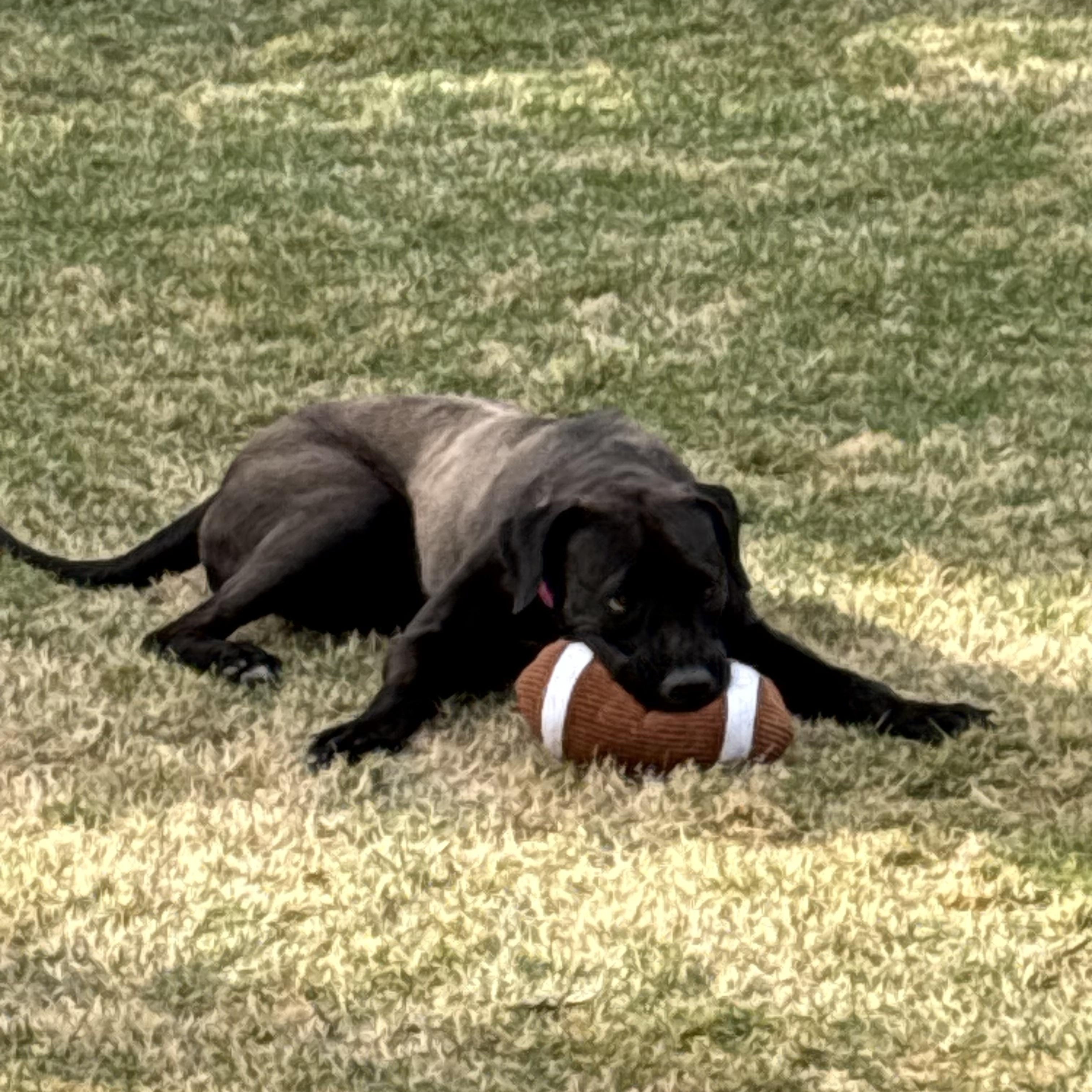 Enlarge SADIE, an adoptable mixed breed in Newborn, GA image 6/6