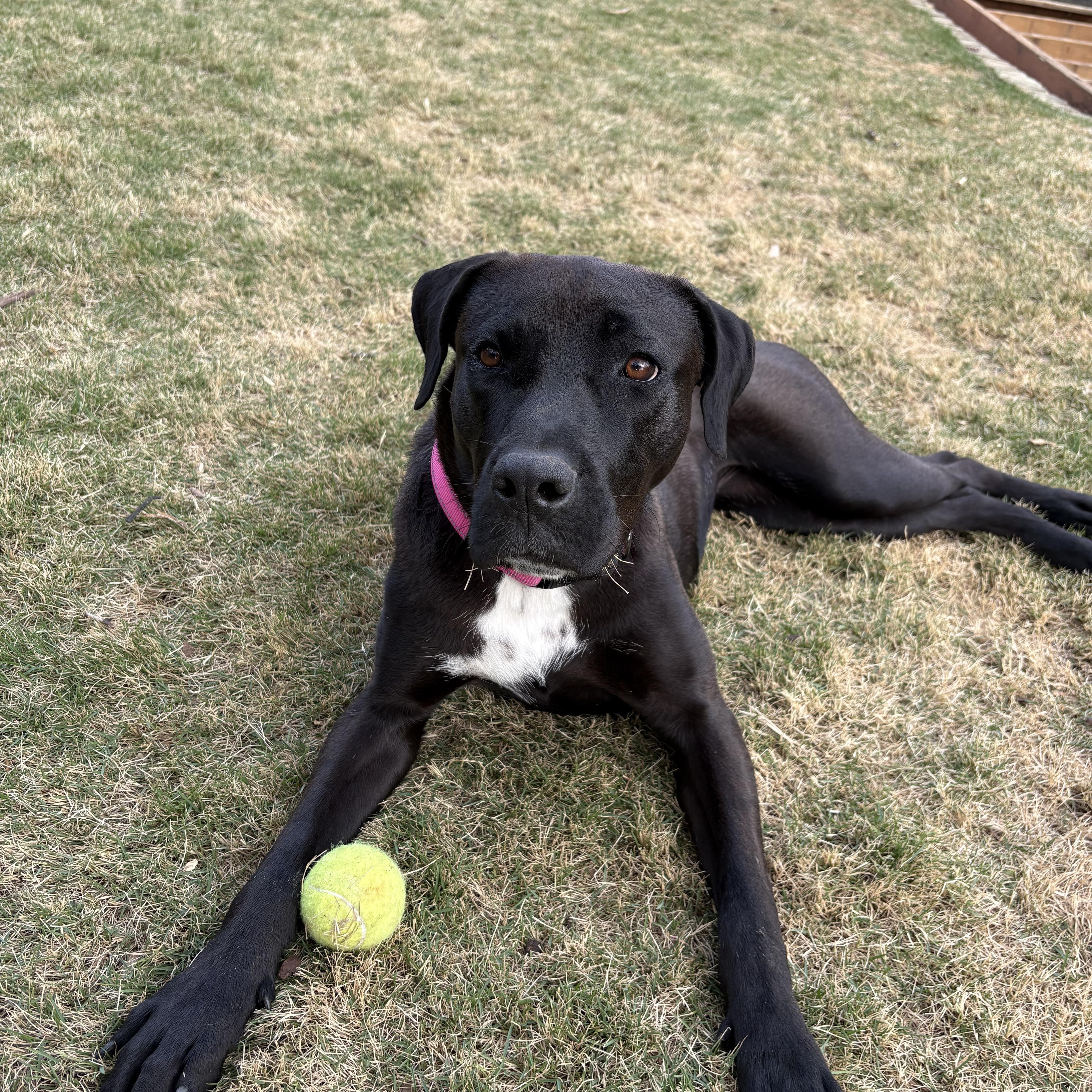 SADIE, adoptable, Young Female Mastiff & Black Labrador Retriever.