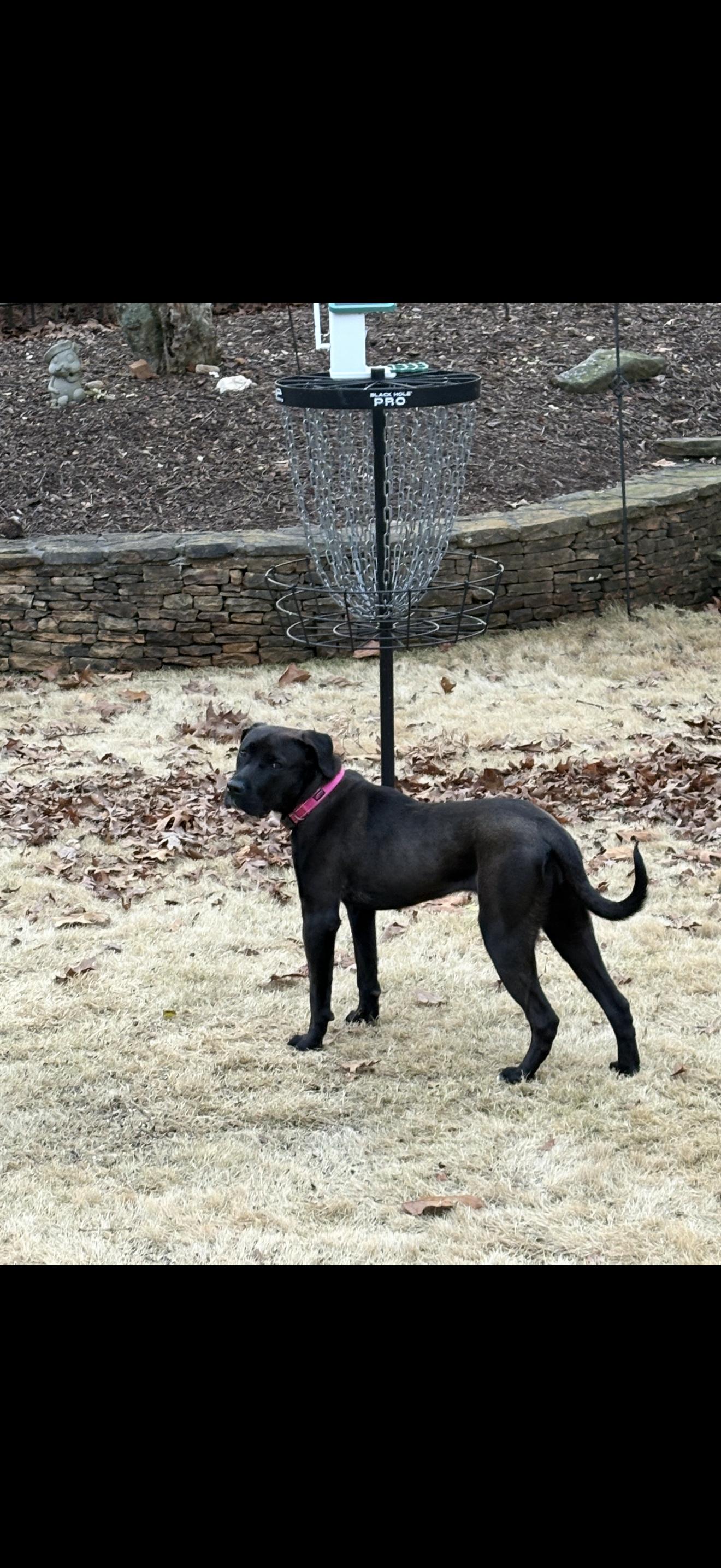 Enlarge SADIE, an adoptable mixed breed in Newborn, GA image 2/5