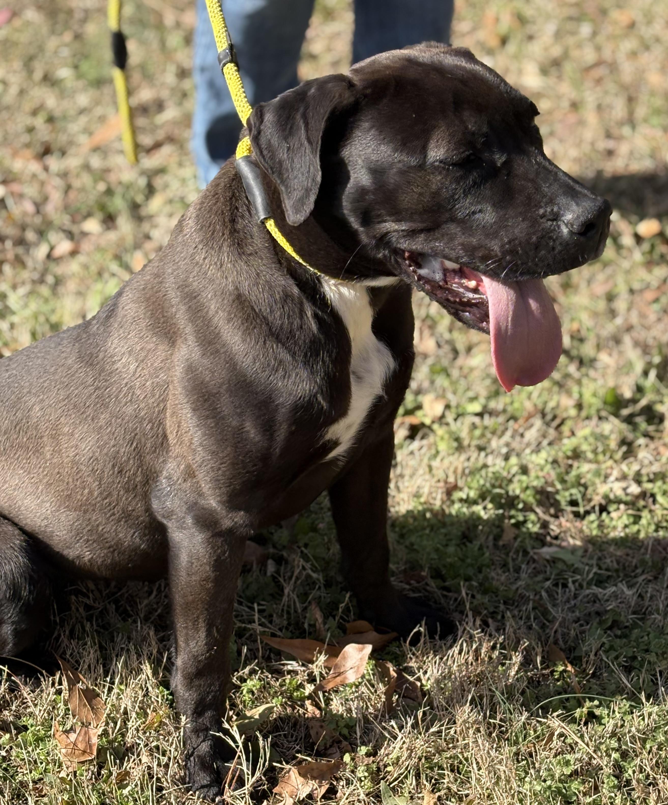 SADIE, an adoptable mixed breed in Newborn, GA image 4/5