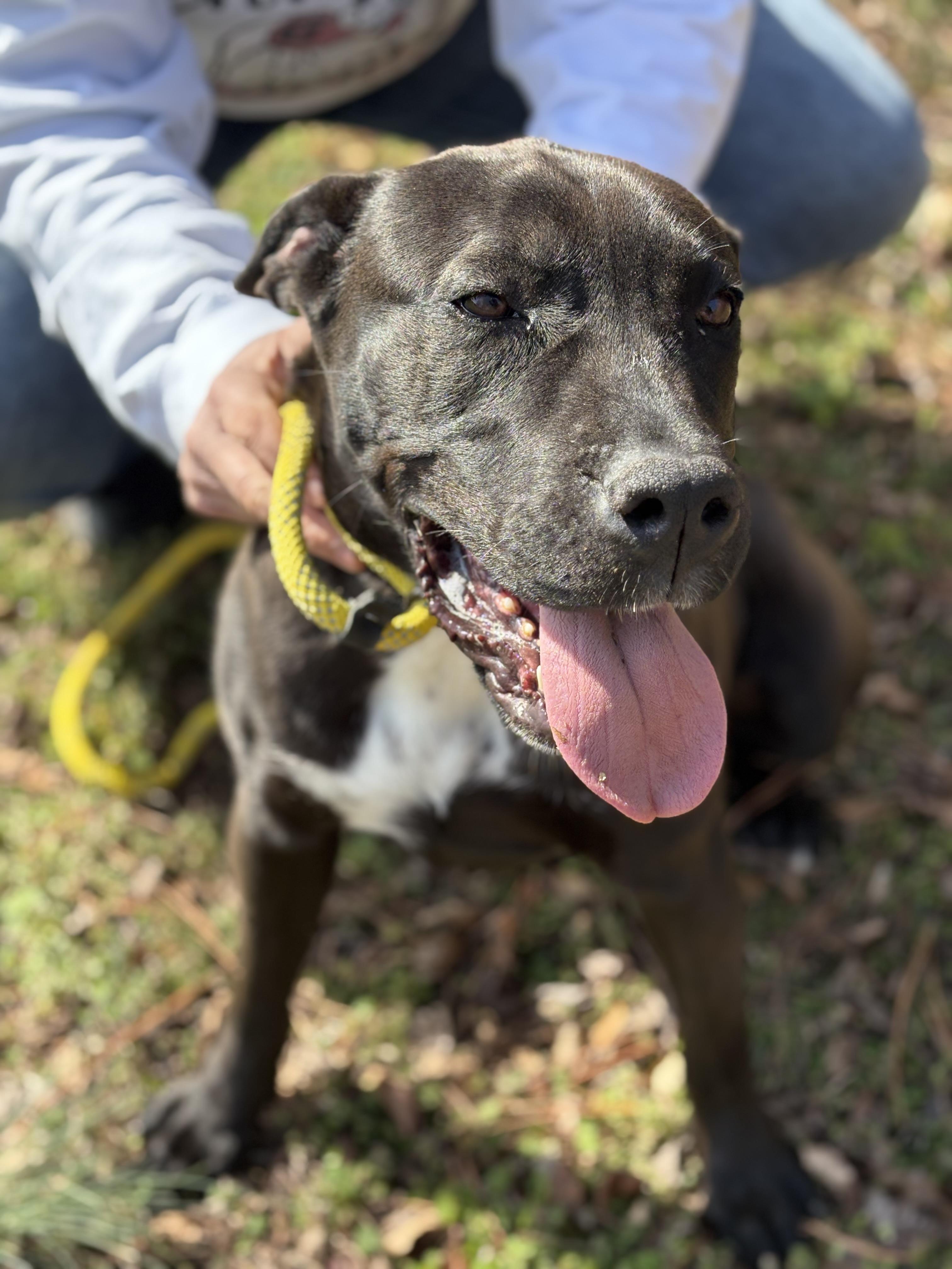 SADIE, an adoptable mixed breed in Newborn, GA image 3/5