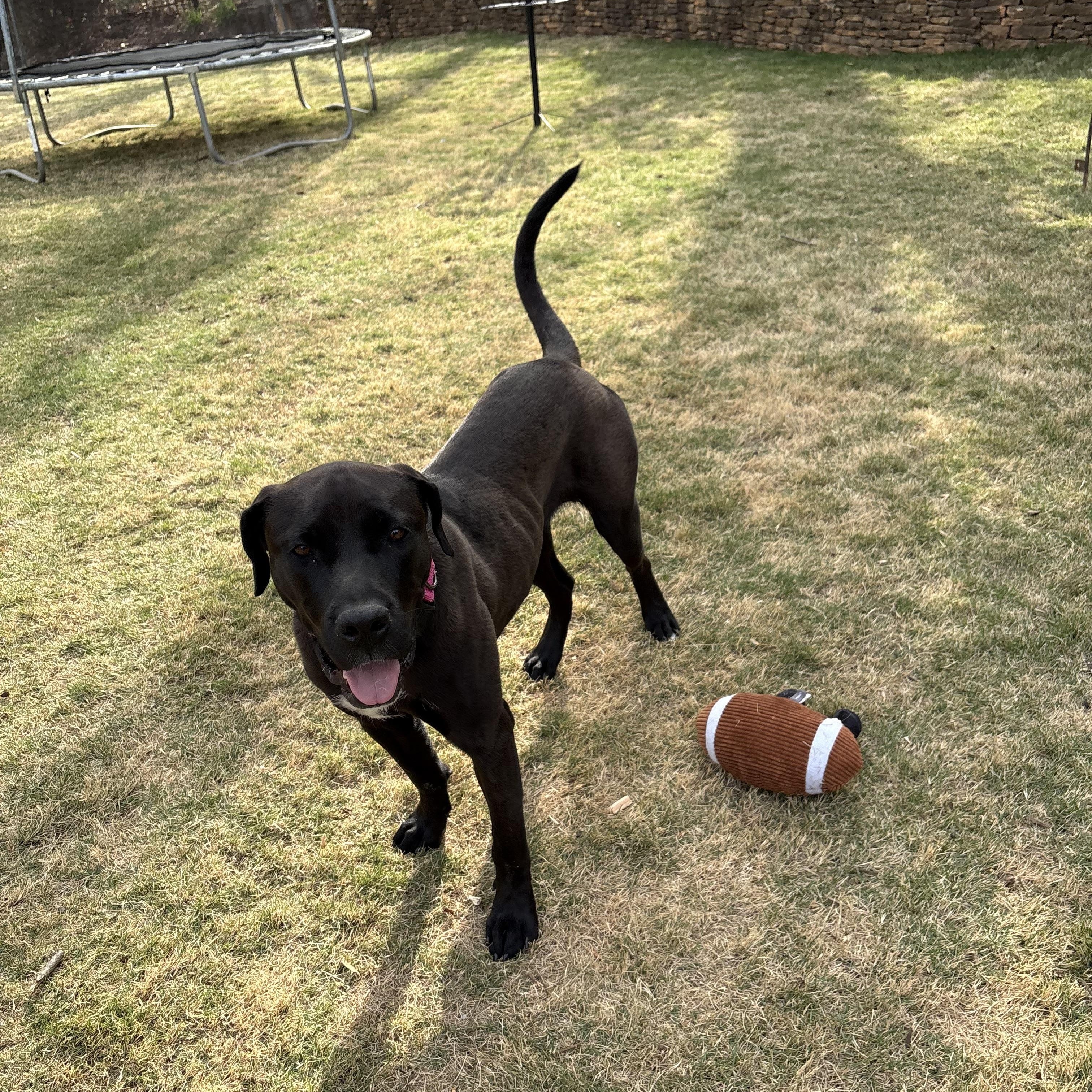Enlarge SADIE, an adoptable mixed breed in Newborn, GA image 5/6