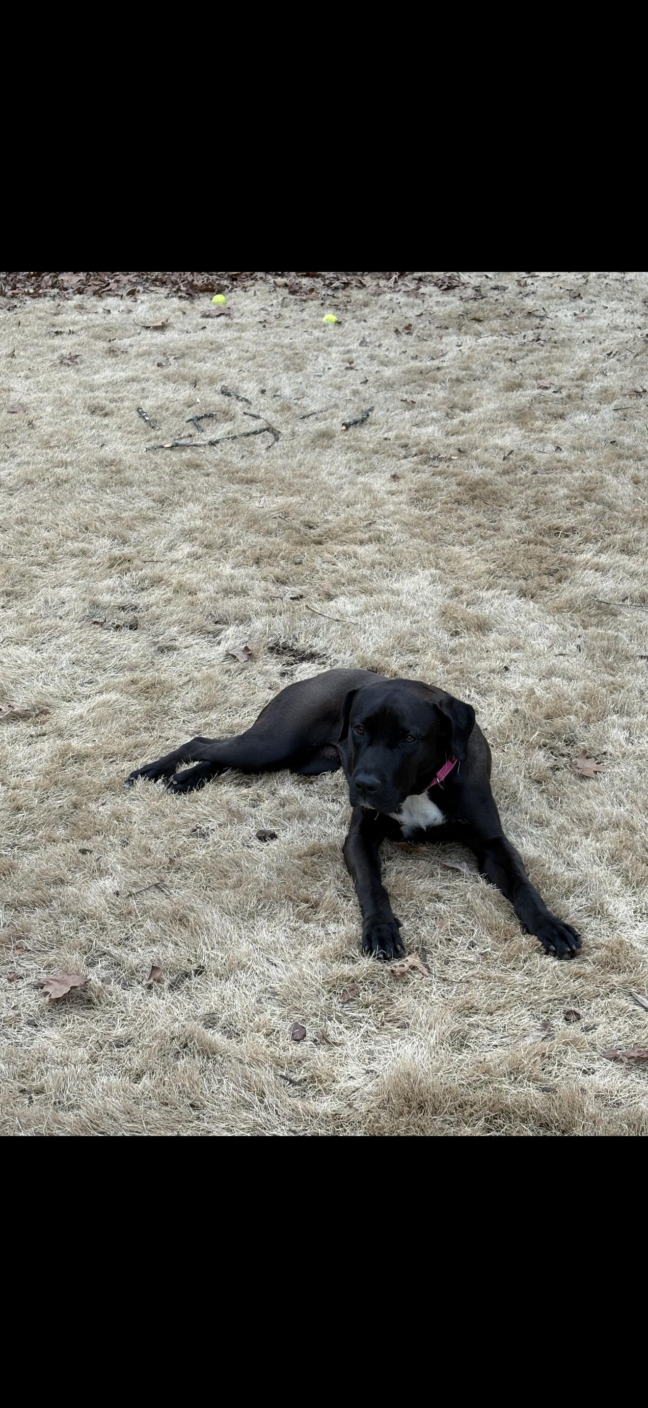 Enlarge SADIE, an adoptable mixed breed in Newborn, GA image 3/5