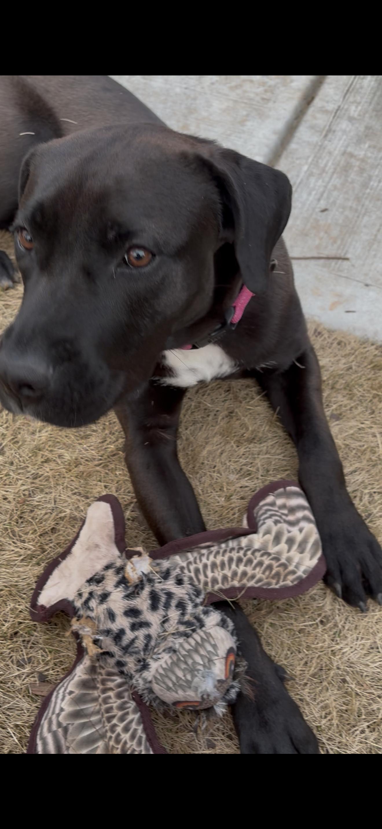 Enlarge SADIE, an adoptable mixed breed in Newborn, GA image 5/5