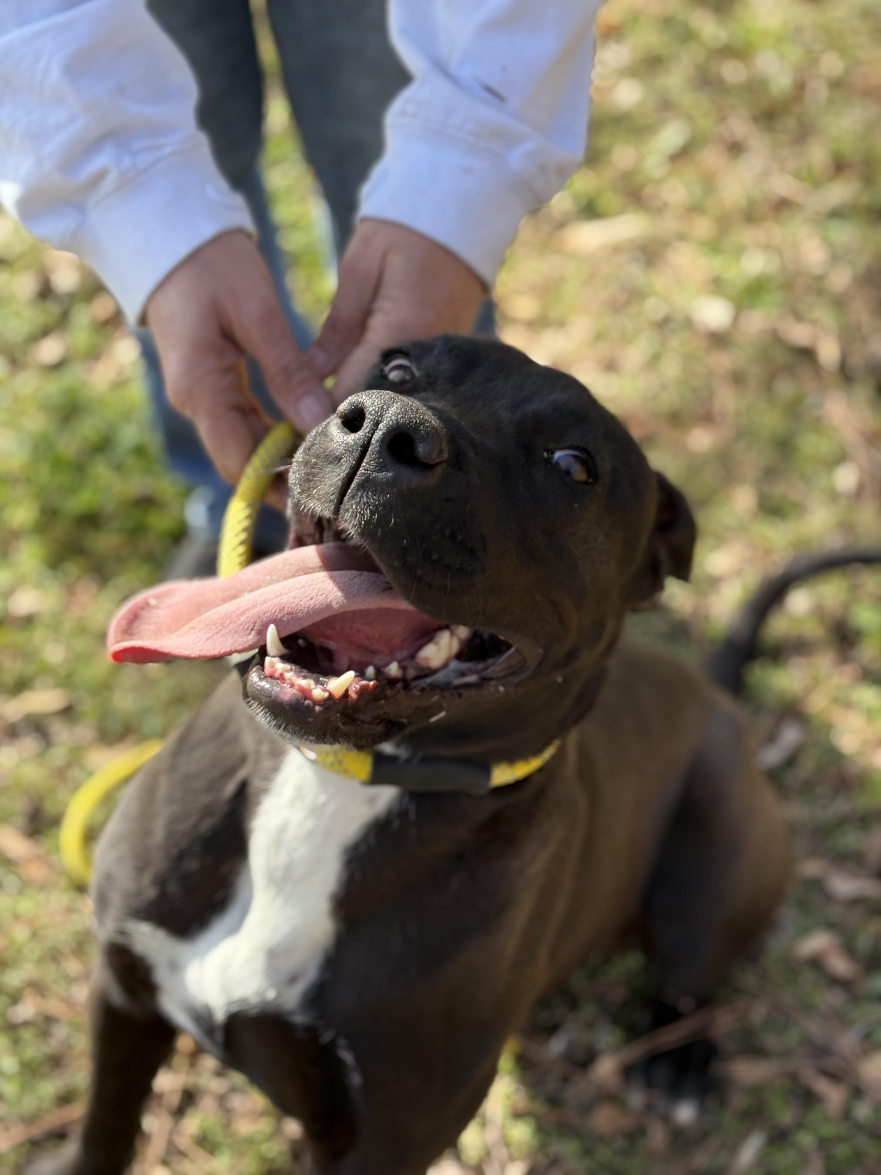 SADIE, an adoptable mixed breed in Newborn, GA image 5/5
