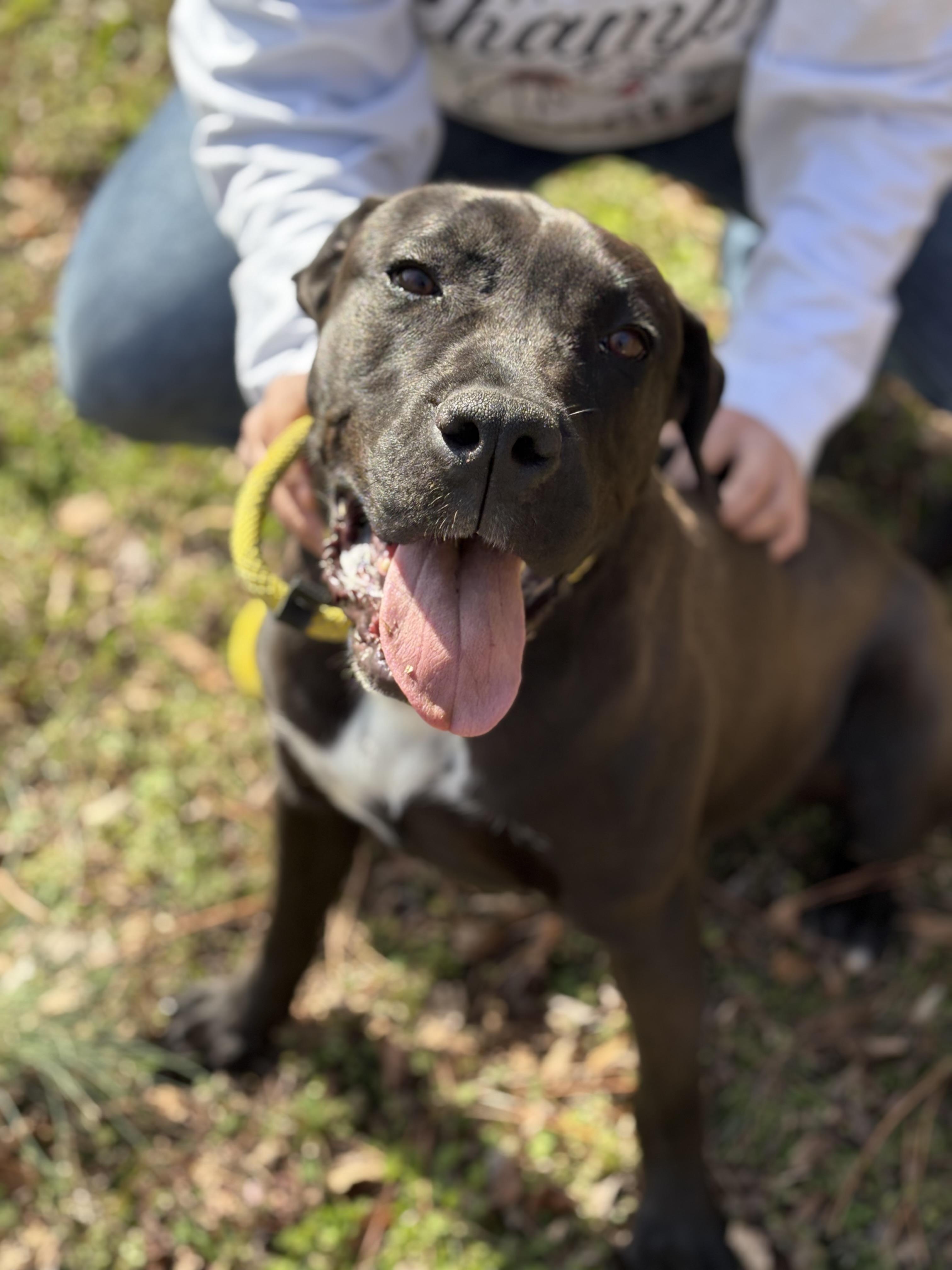 SADIE, an adoptable mixed breed in Newborn, GA image 1/5