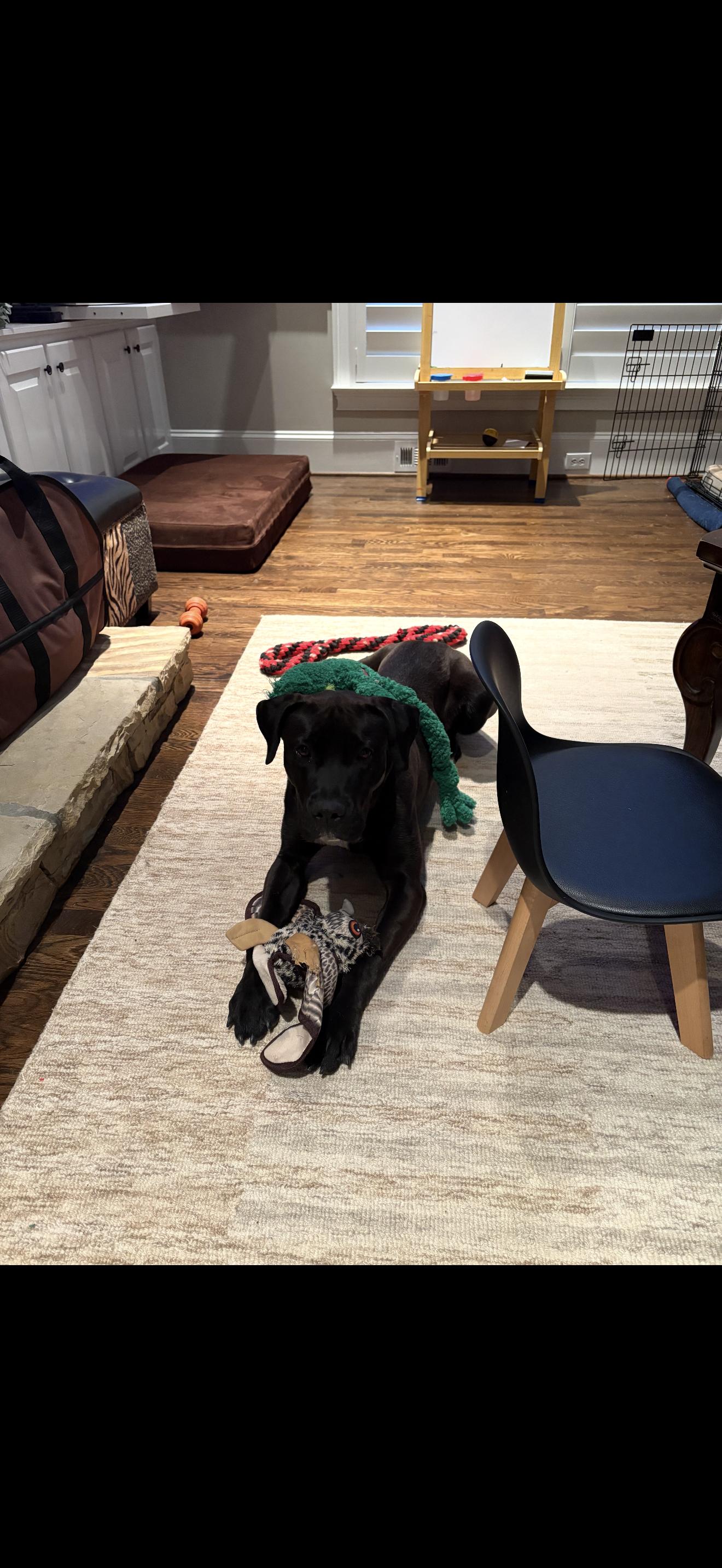 SADIE, adoptable, Young Female Mastiff & Black Labrador Retriever.