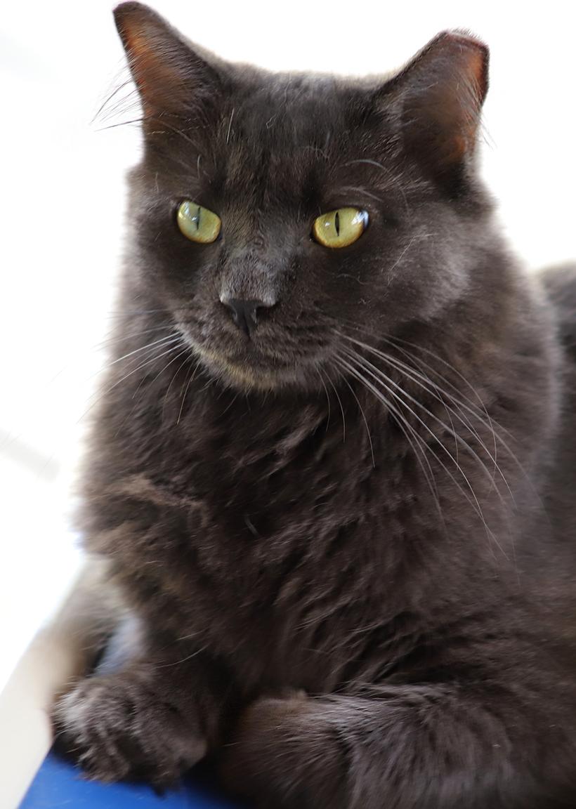 Stitch, Young Male Domestic Medium Hair