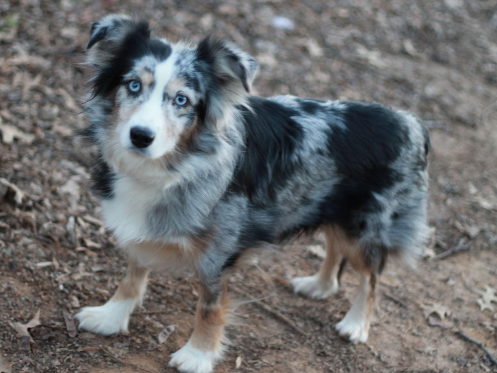 Freya, Adoptable, Adult Female Australian Shepherd.