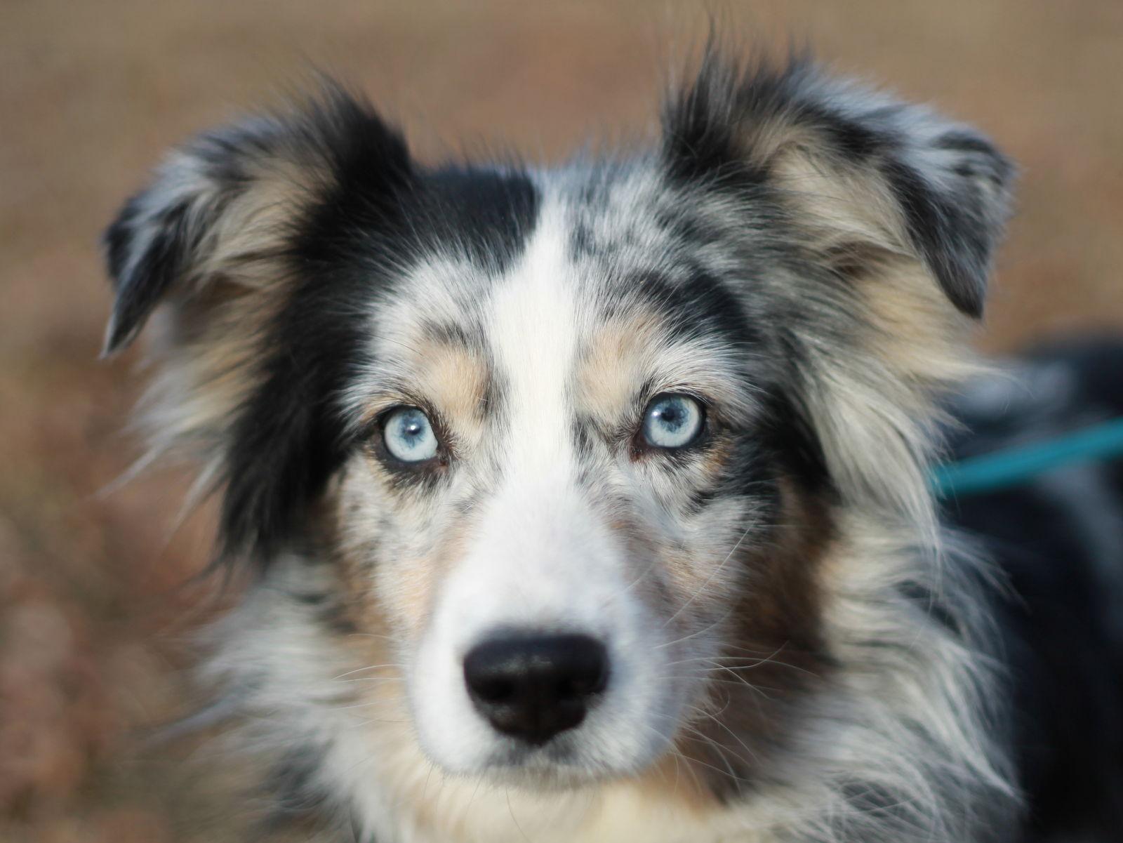 Freya, Adoptable, Adult Female Australian Shepherd.