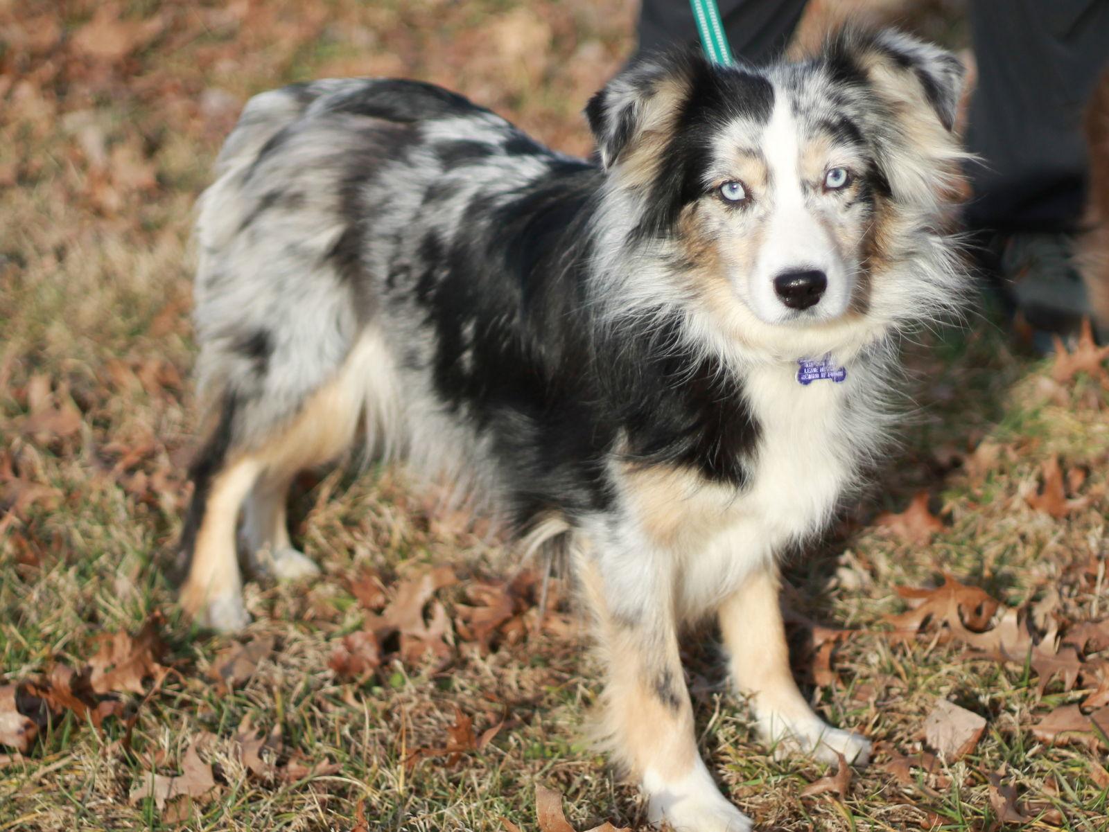 Freya, a Adoptable Australian Shepherd in Cookeville, TN image 3/4