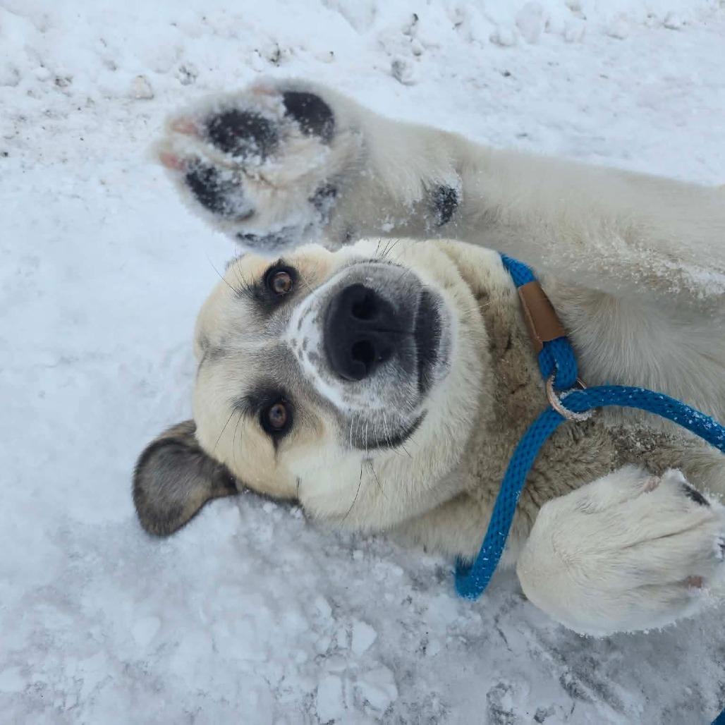 Yukon, Adoptable, Young Male Great Pyrenees & Shepherd.