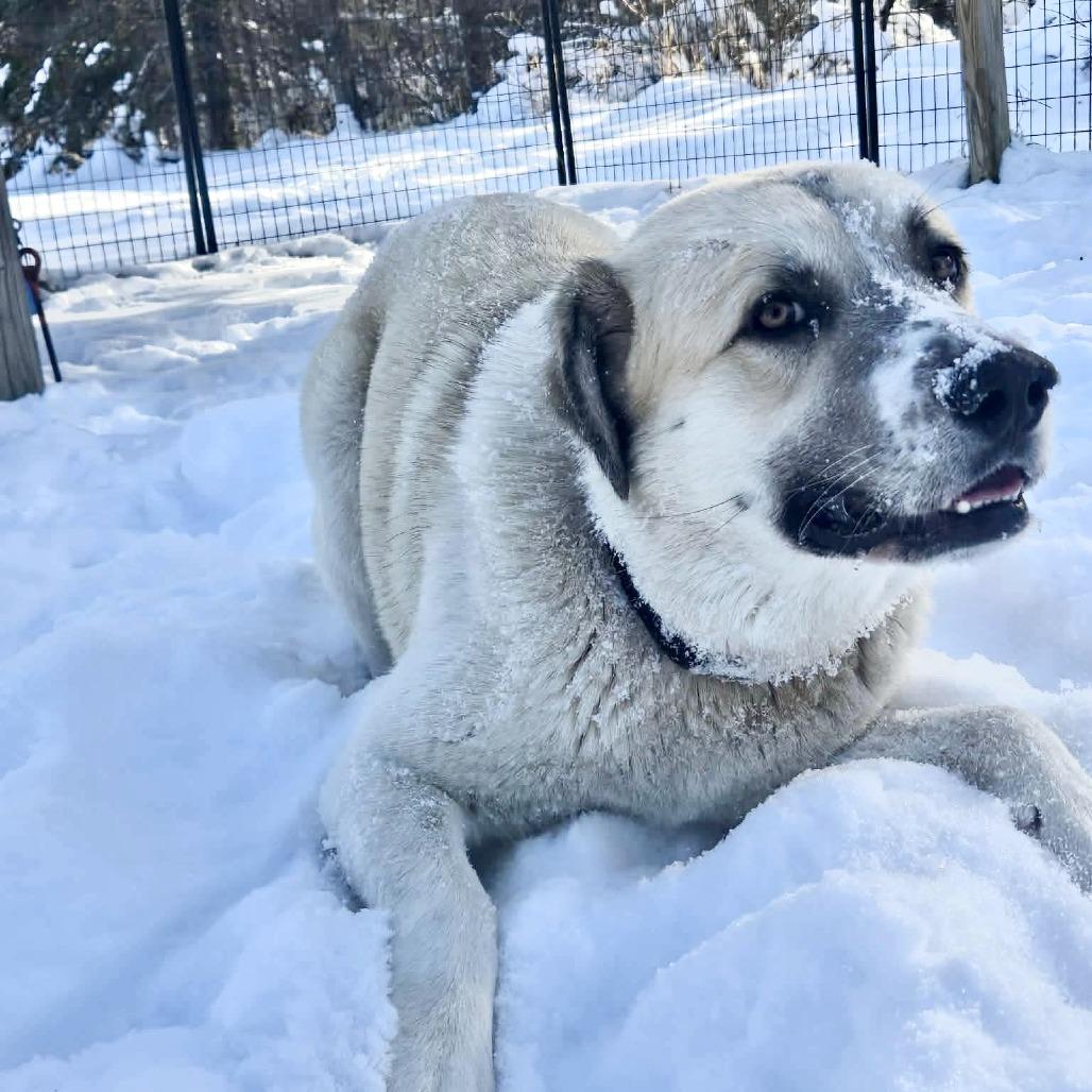 Enlarge Yukon, a Adoptable mixed breed in Park Falls, WI image 2/3