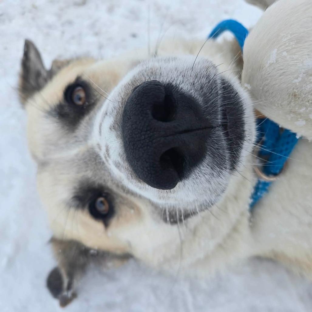 Enlarge Yukon, a Adoptable mixed breed in Park Falls, WI image 3/3