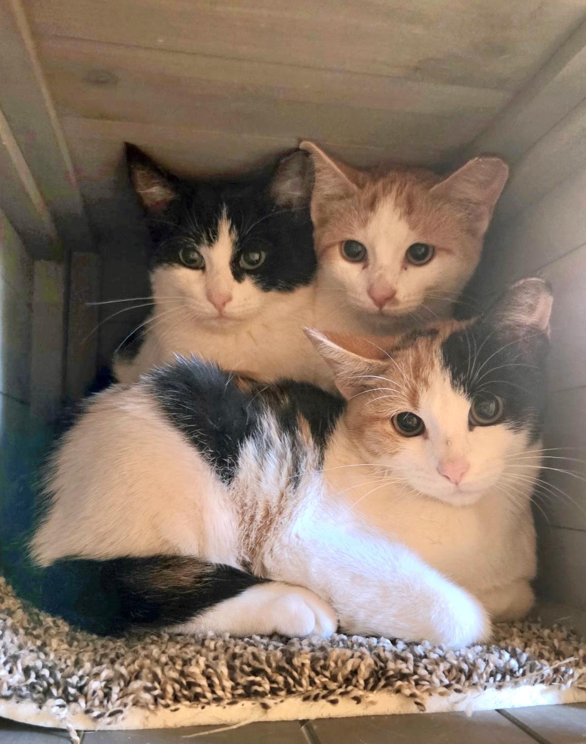 Enlarge Frankie, a Adoptable Domestic Short Hair in Belvidere, IL image 3/3