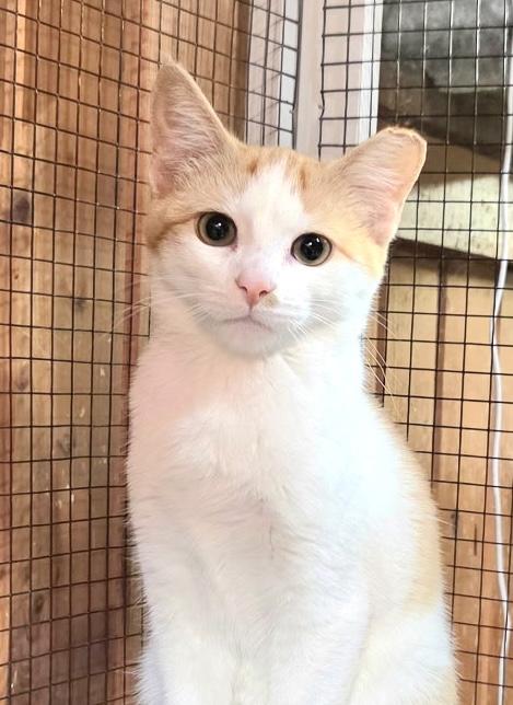 Enlarge Frankie, a Adoptable Domestic Short Hair in Belvidere, IL image 2/3