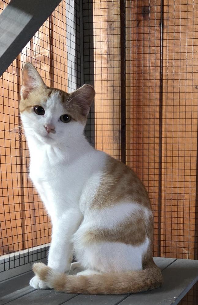 Enlarge Frankie, a Adoptable Domestic Short Hair in Belvidere, IL image 1/3