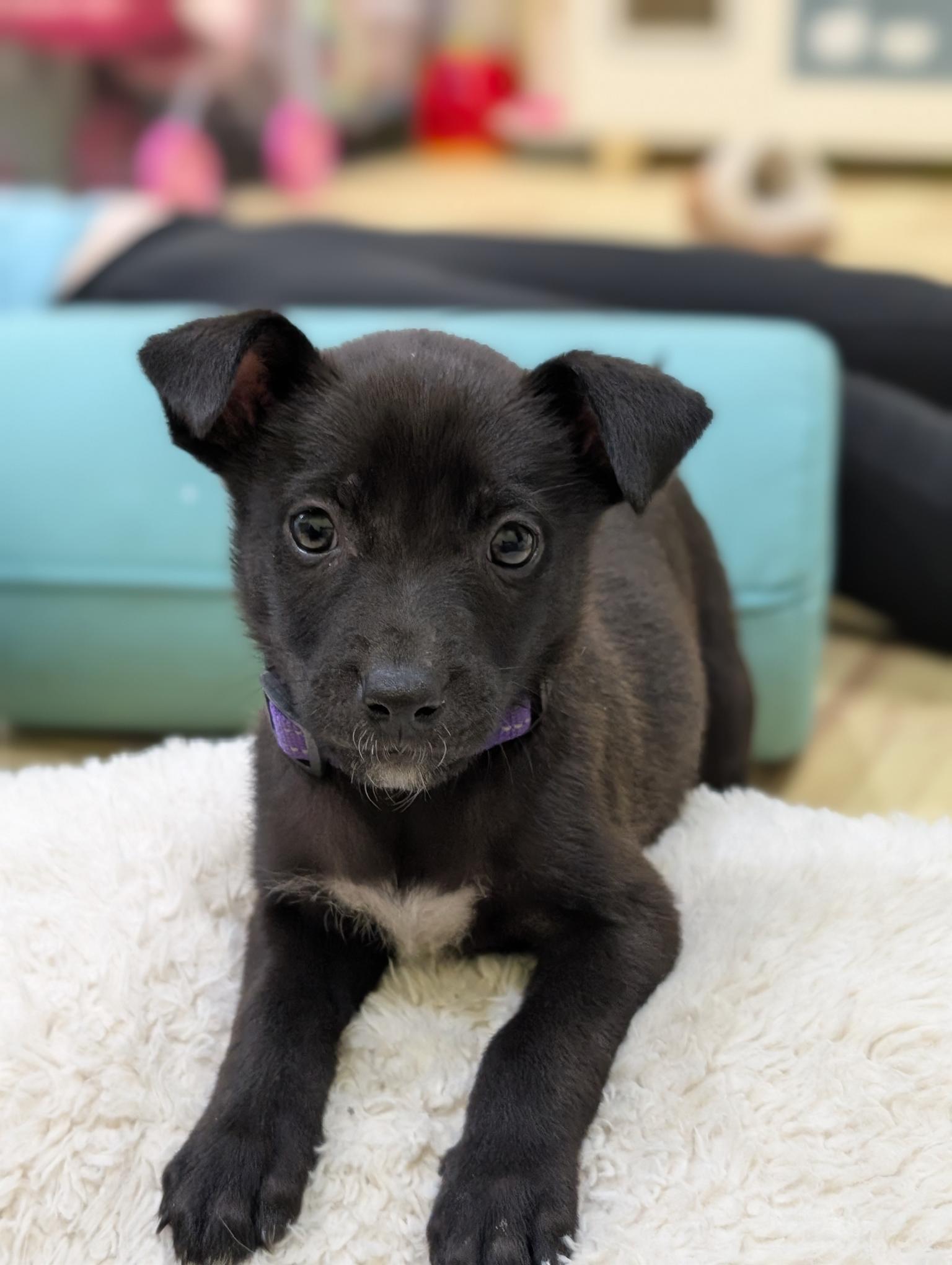 Enlarge GOOFY, an adopted mixed breed in Worcester, MA image 1/5