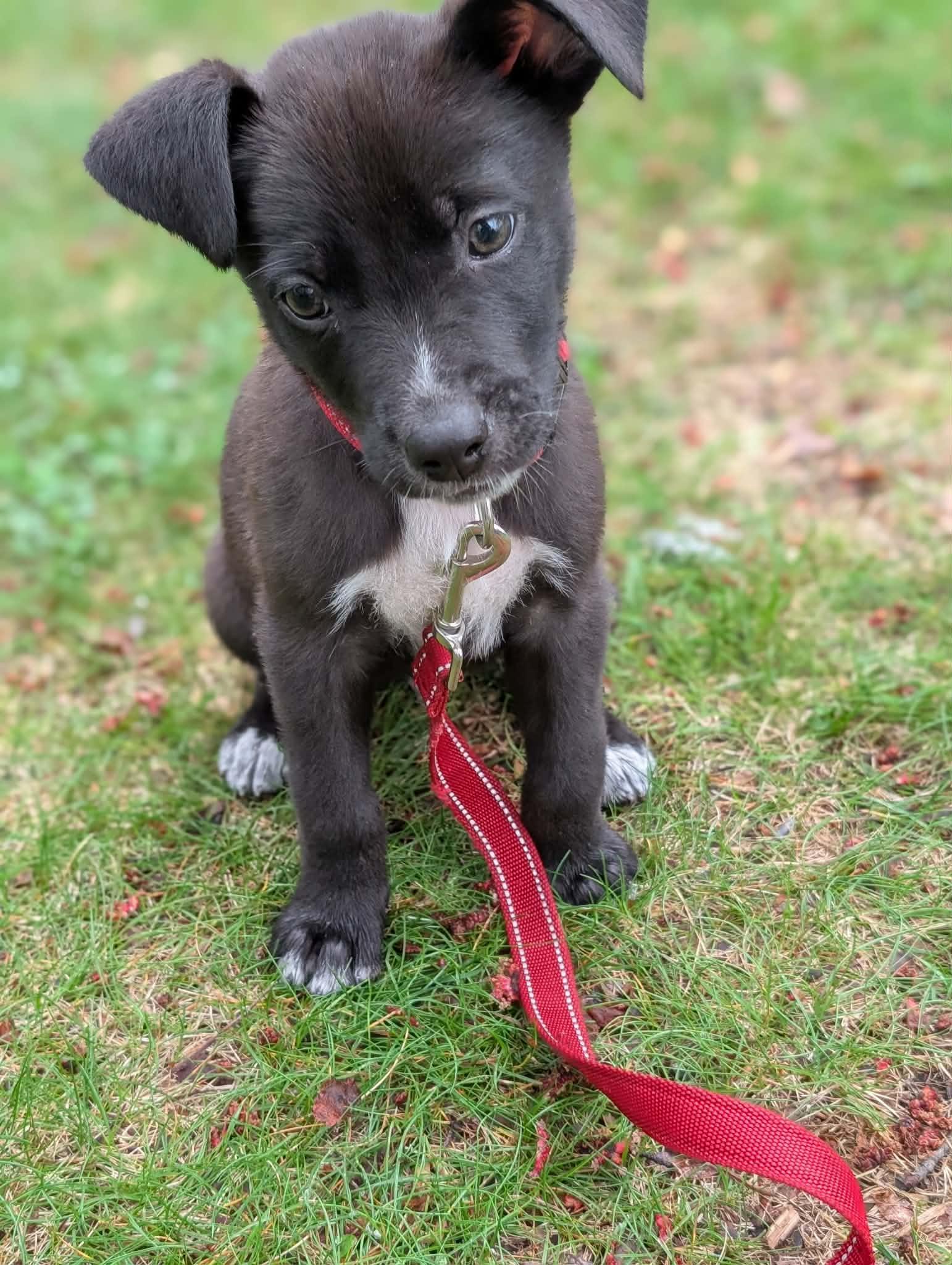 Enlarge GOOFY, an adopted mixed breed in Worcester, MA image 5/5