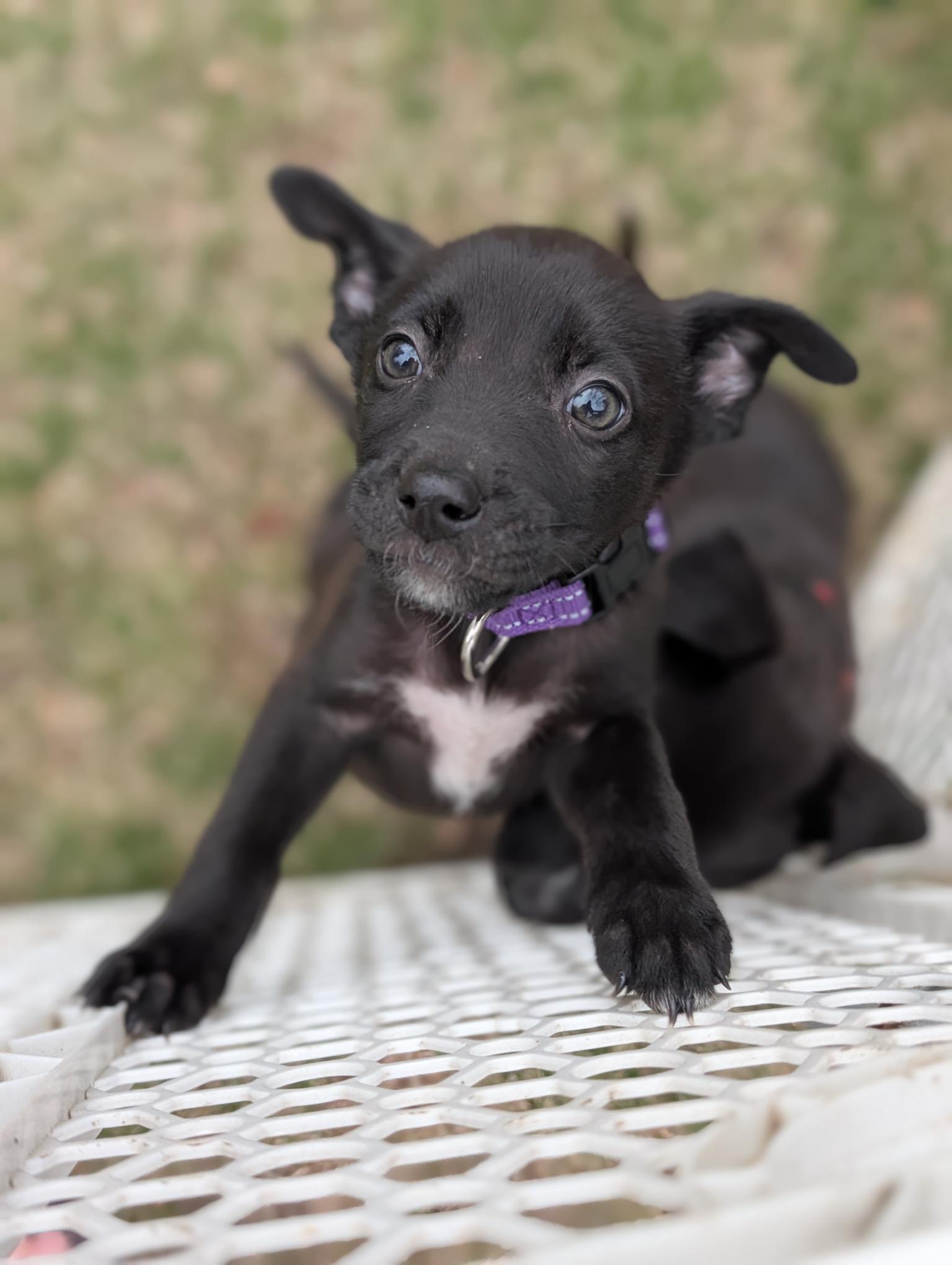 Enlarge GOOFY, an adopted mixed breed in Worcester, MA image 3/5