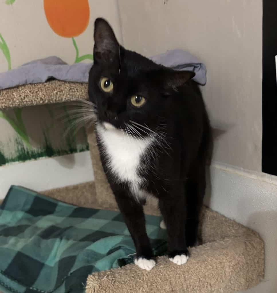 Enlarge Violet, a ADOPTABLE Tuxedo in Anderson , SC image 2/2