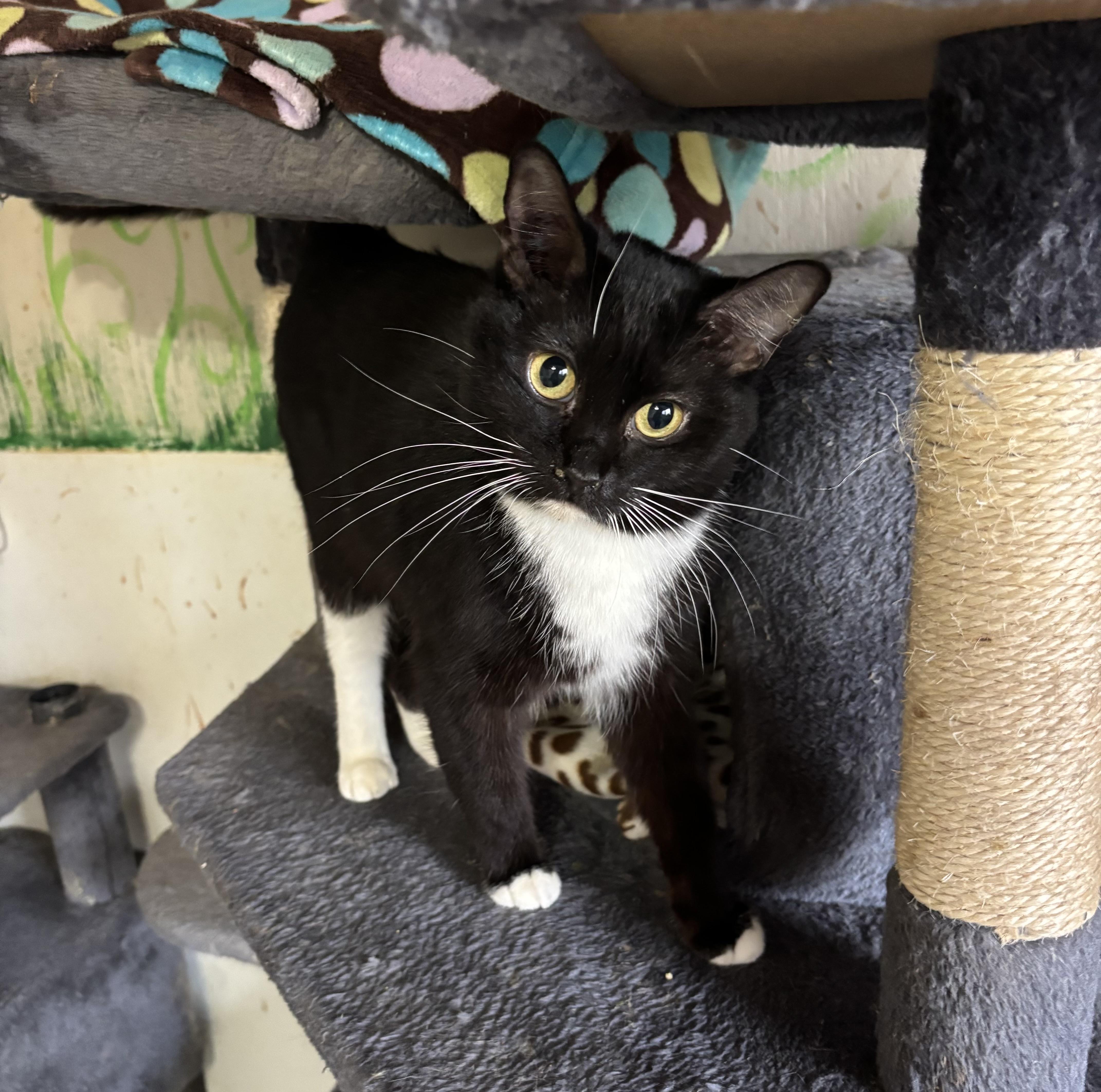 Enlarge Violet, a ADOPTABLE Tuxedo in Anderson , SC image 1/2