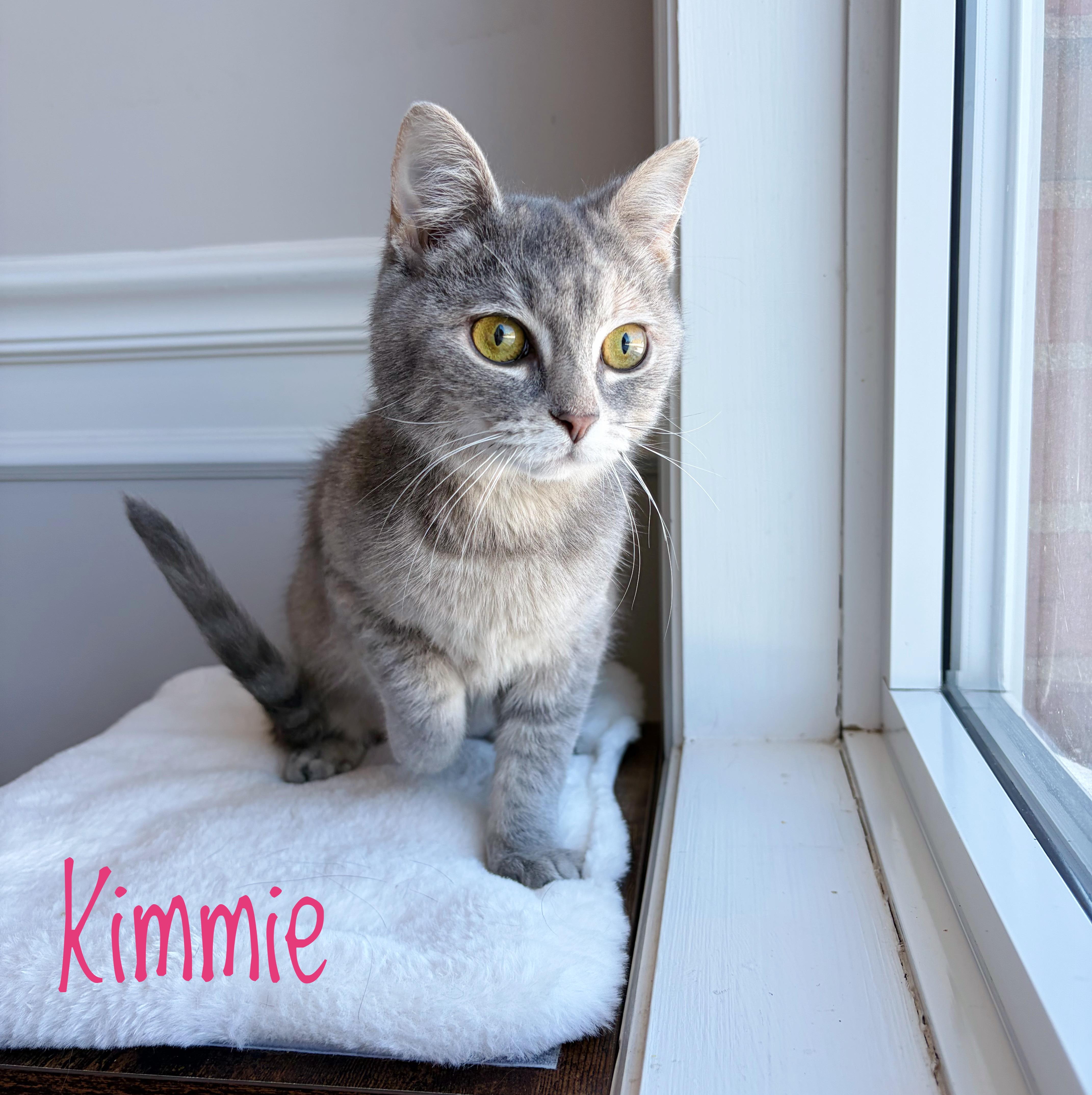 Enlarge Kimmie , an adopted Domestic Short Hair in Bethel, OH image 1/1