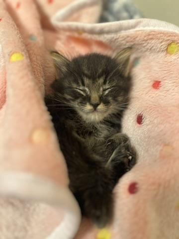 JOSIE, Adopted, Young Female Domestic Medium Hair.