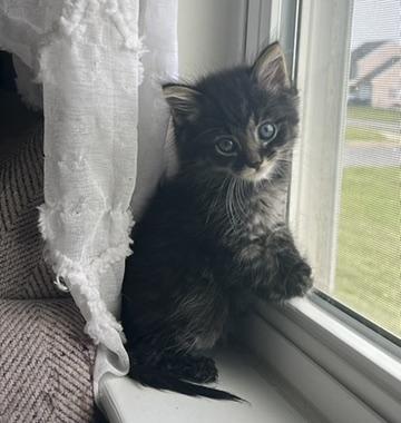 JOSIE, Adopted, Young Female Domestic Medium Hair.
