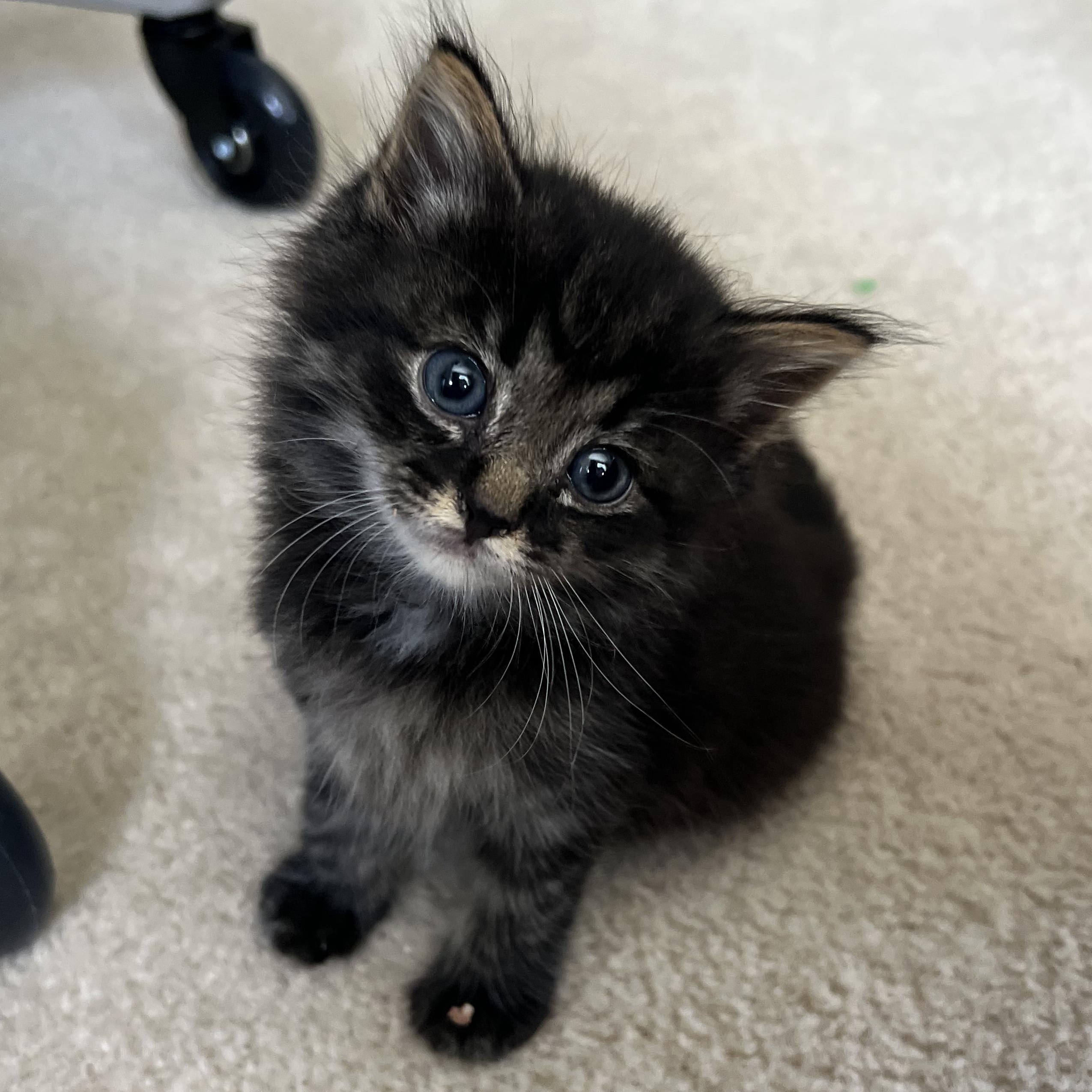 Enlarge JOSIE, a Adopted Domestic Medium Hair in KENTON, DE image 4/5