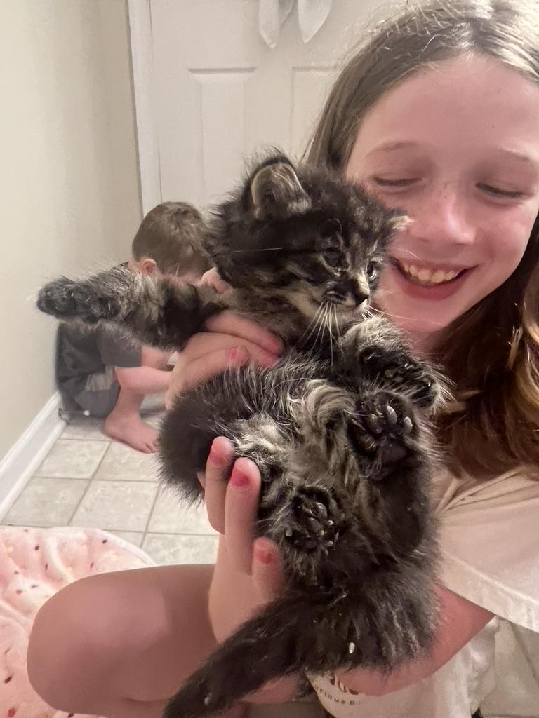 Enlarge JOSIE, a Adopted Domestic Medium Hair in KENTON, DE image 5/5