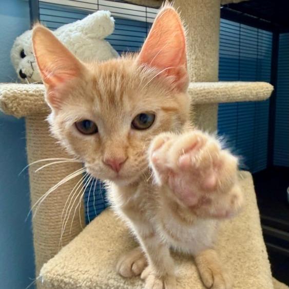 Enlarge Yrsa, a Adoptable Domestic Short Hair in Pleasanton, CA image 1/3