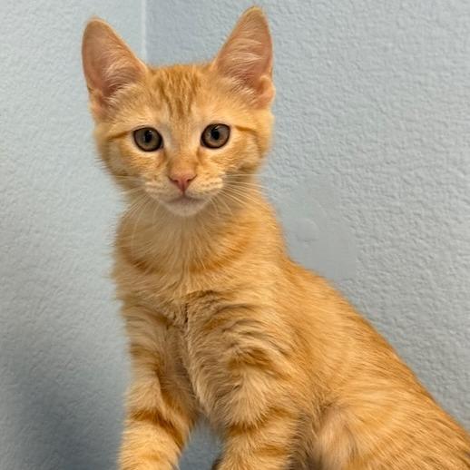 Enlarge Yrsa, a Adoptable Domestic Short Hair in Pleasanton, CA image 3/3