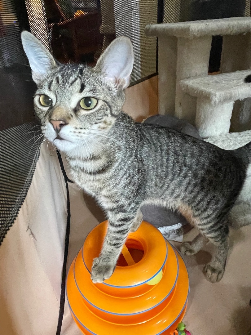 Hawley, Adopted, Young Male Domestic Short Hair & Tabby.