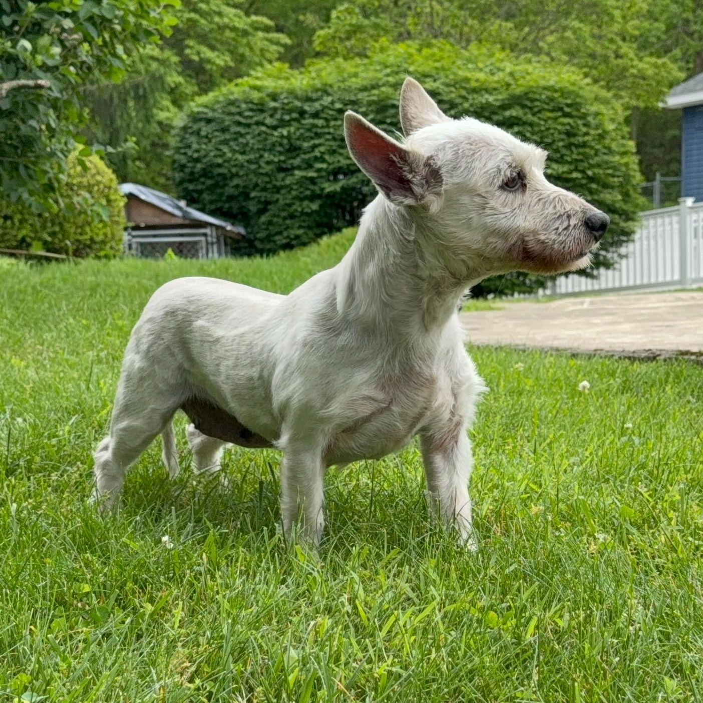 Enlarge Carla, an adopted mixed breed in Latrobe, PA image 2/4