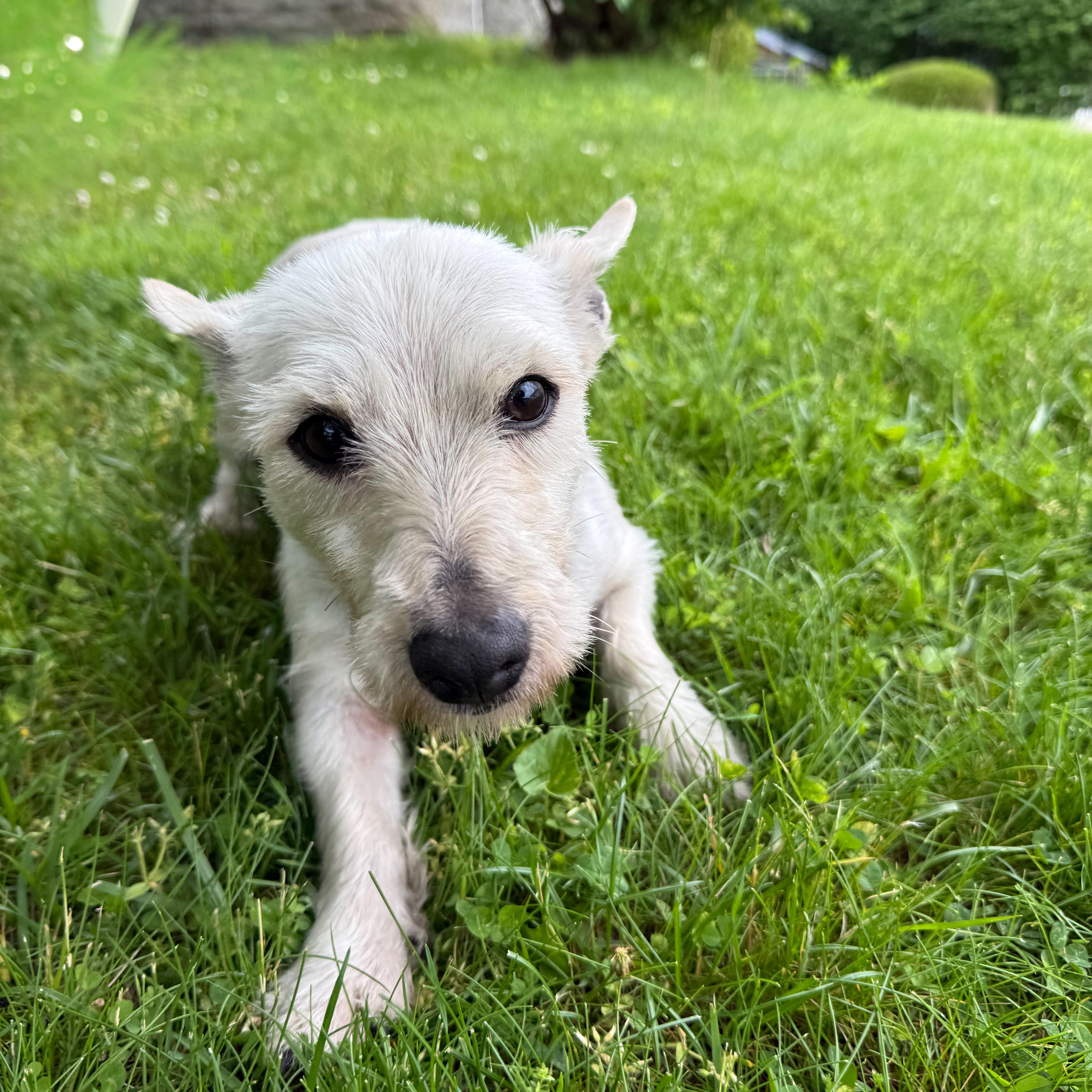 Enlarge Carla, an adopted mixed breed in Latrobe, PA image 4/4