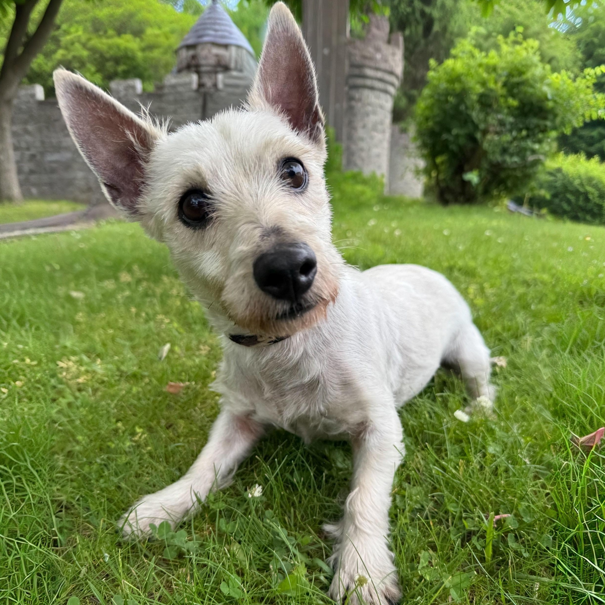 Enlarge Carla, an adopted mixed breed in Latrobe, PA image 1/4