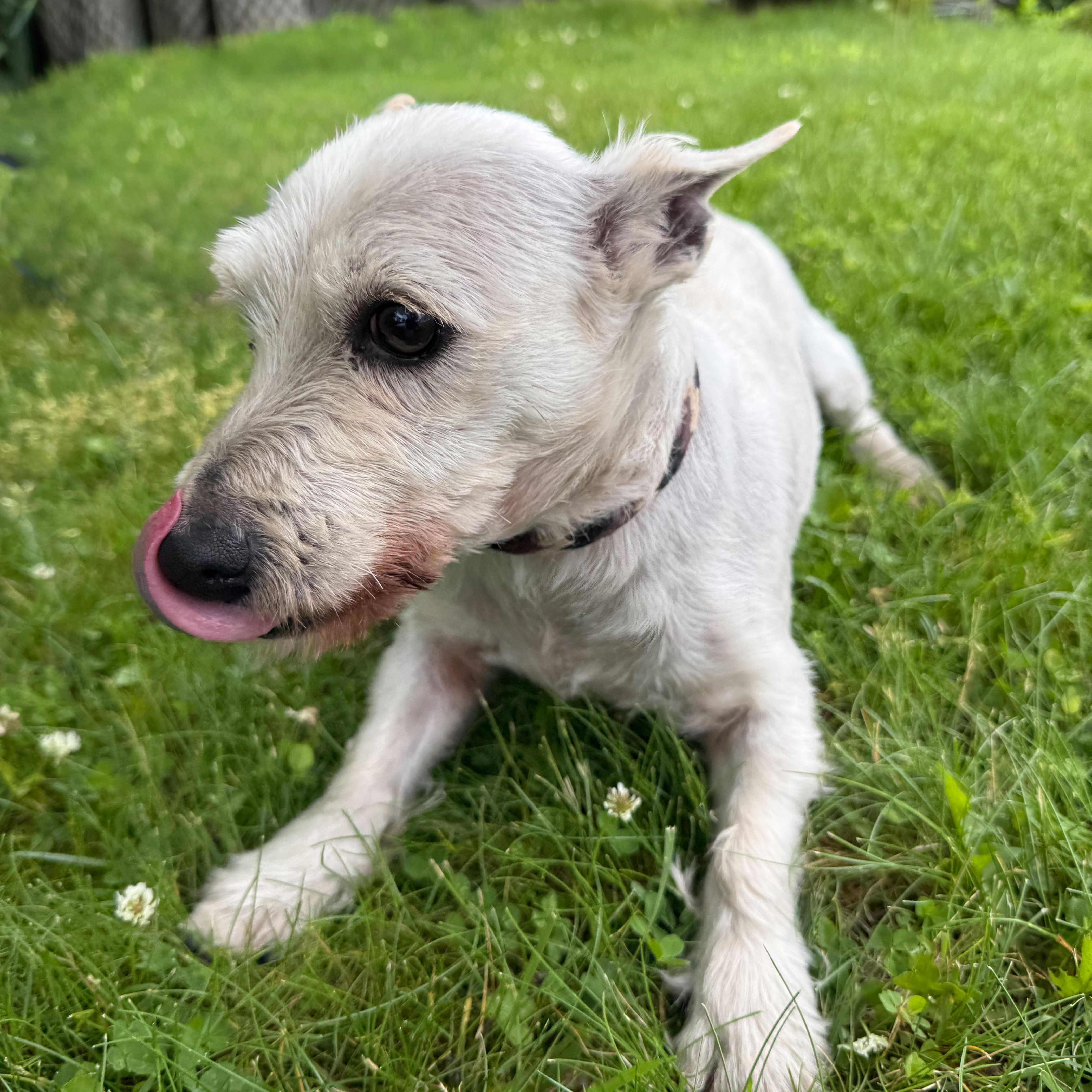 Enlarge Carla, an adopted mixed breed in Latrobe, PA image 3/4