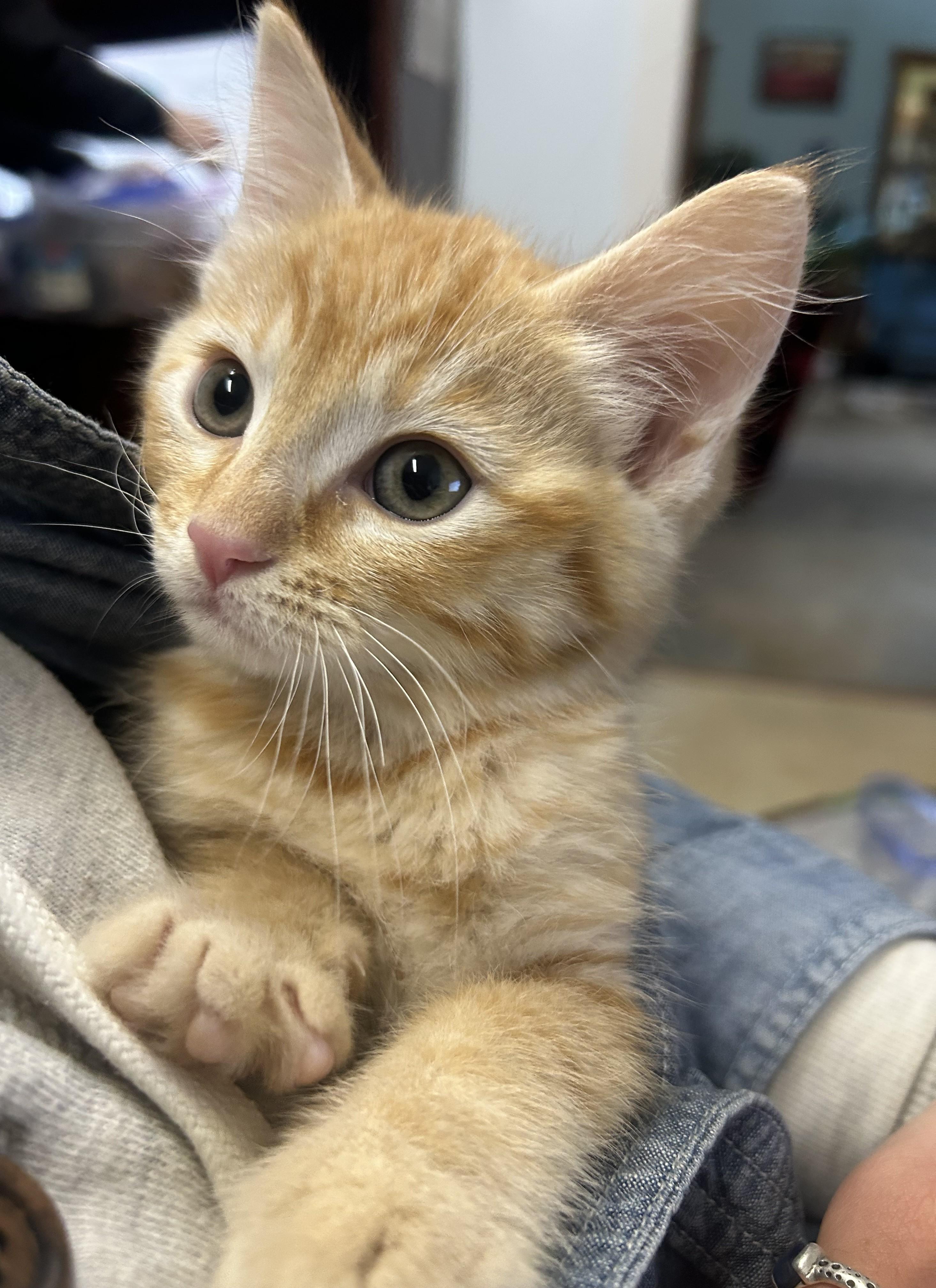 Sam, adopted, Young Male Domestic Short Hair.