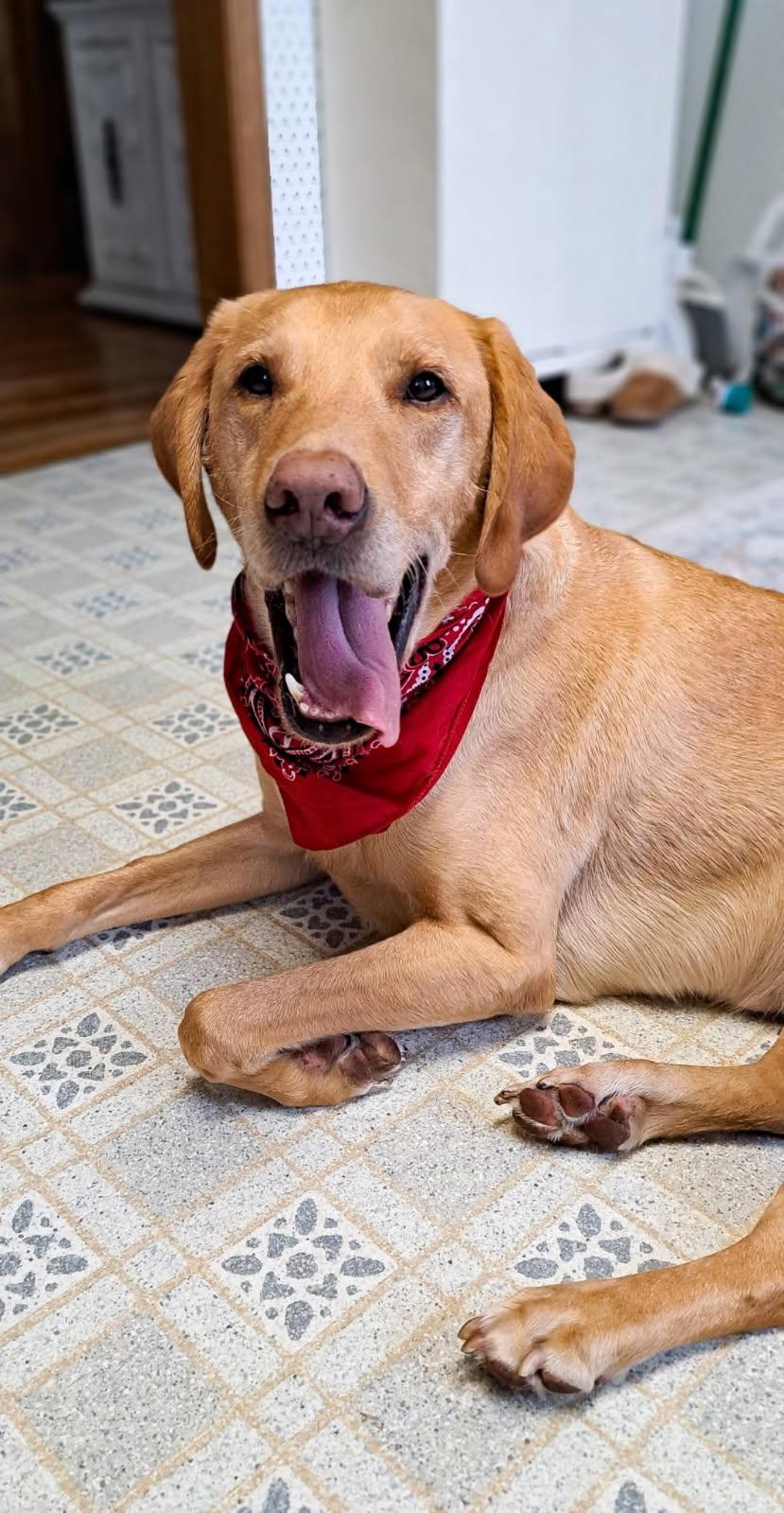 Enlarge Bailey, a Adoptable Yellow Labrador Retriever in Morris, MN image 1/1