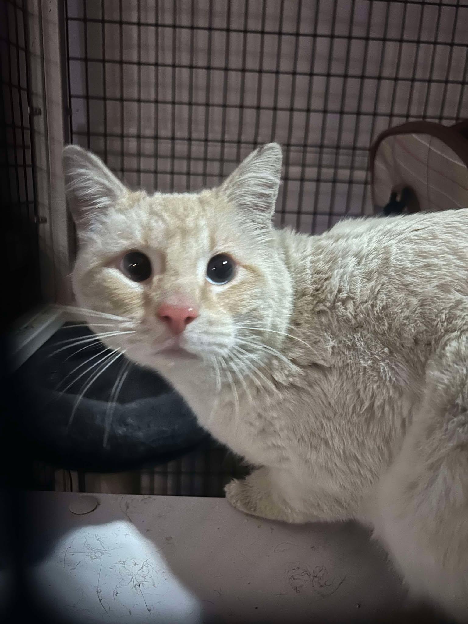 Enlarge Walli, a Adopted Siamese in Escondido, CA image 1/1